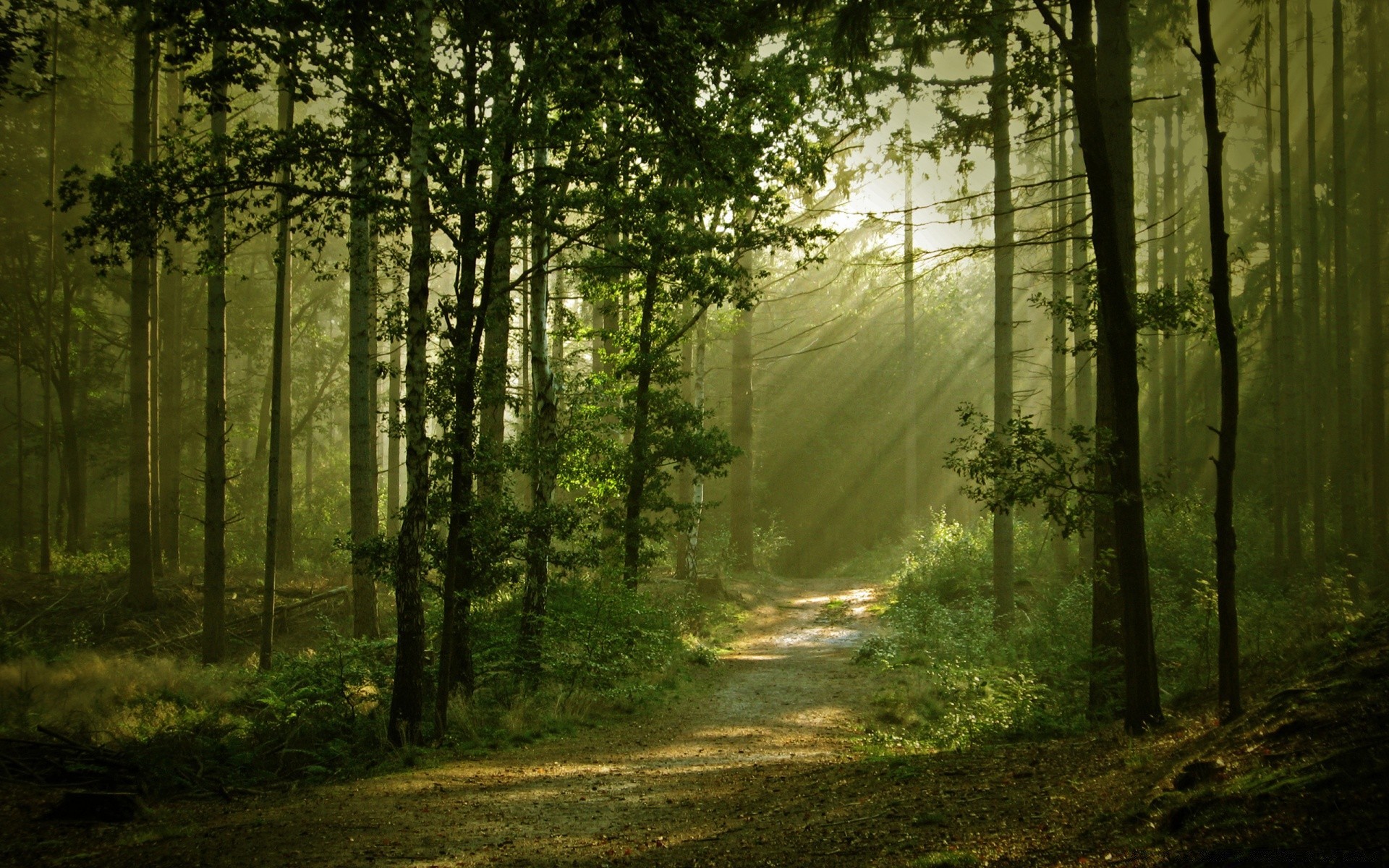 floresta madeira paisagem árvore névoa névoa natureza amanhecer sol parque bom tempo folha luz estrada outono quarta-feira mistério guia