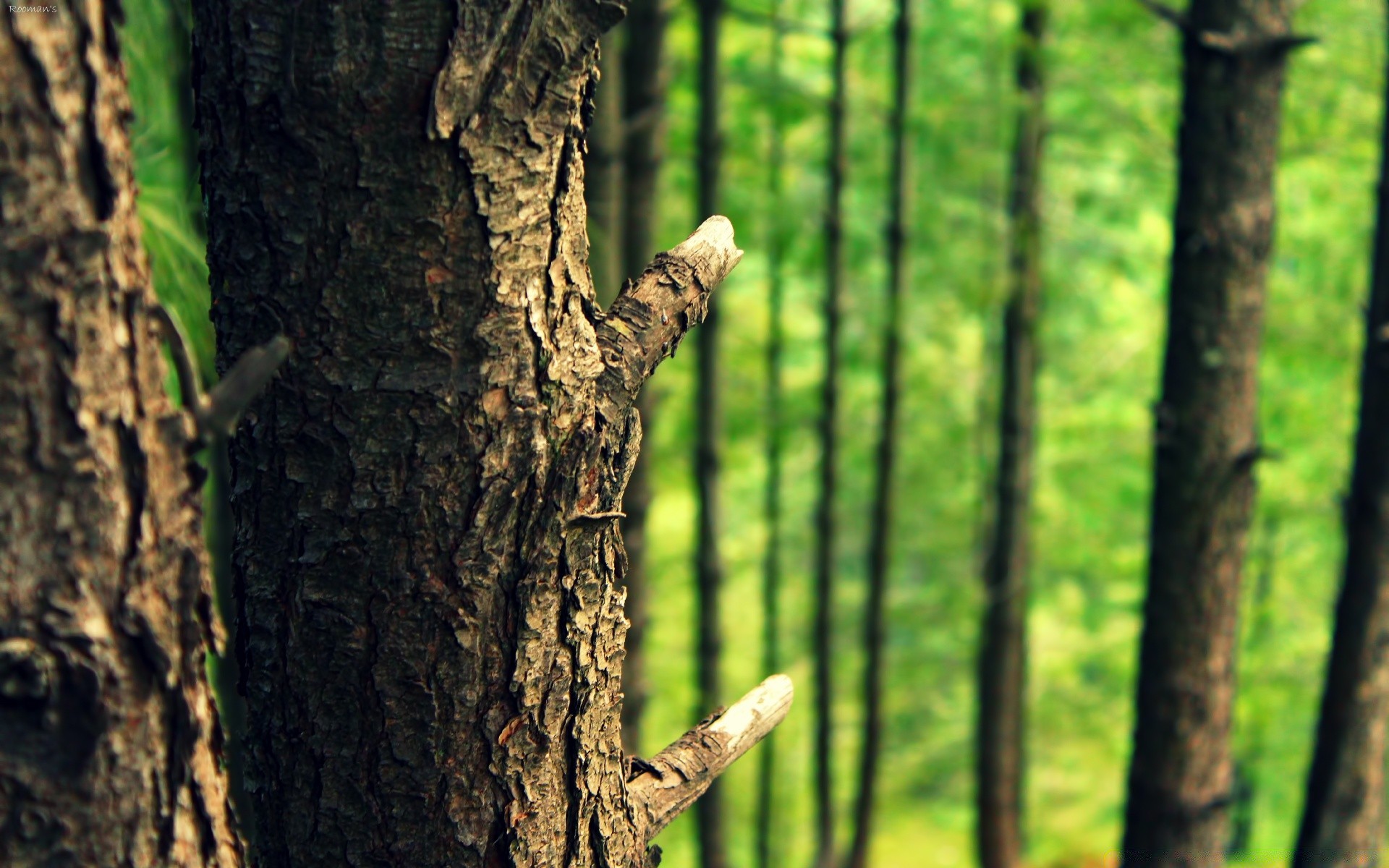 forêt bois bois nature écorce tronc feuille à l extérieur environnement flore croissance journal bureau chêne saison été parc