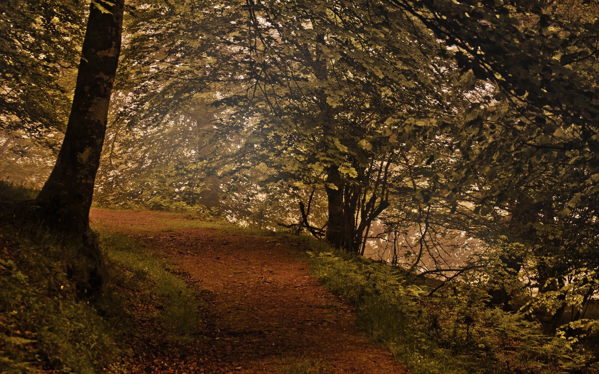 forest tree wood landscape nature fall park leaf environment outdoors light desktop shadow branch guidance