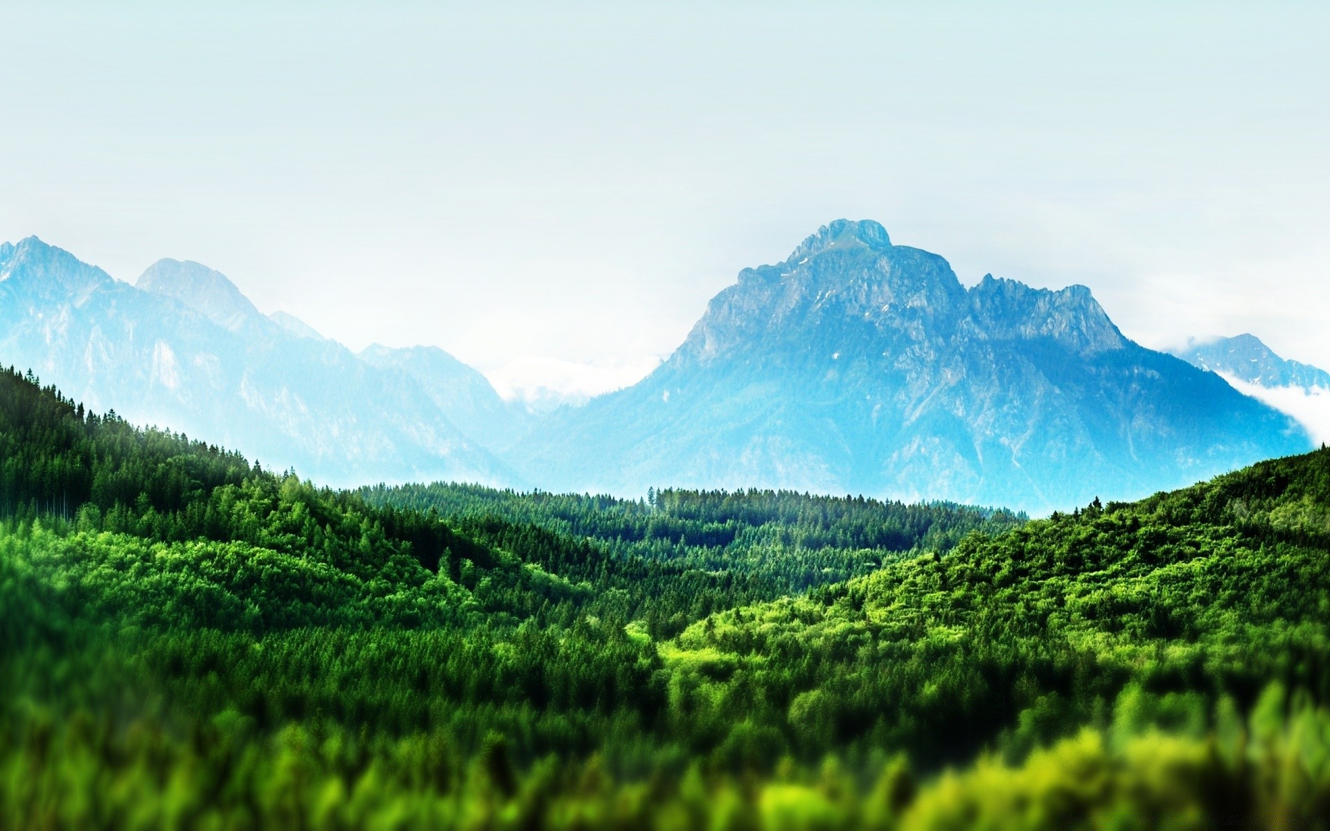 forest mountain landscape nature travel outdoors valley sky wood hill scenic summer