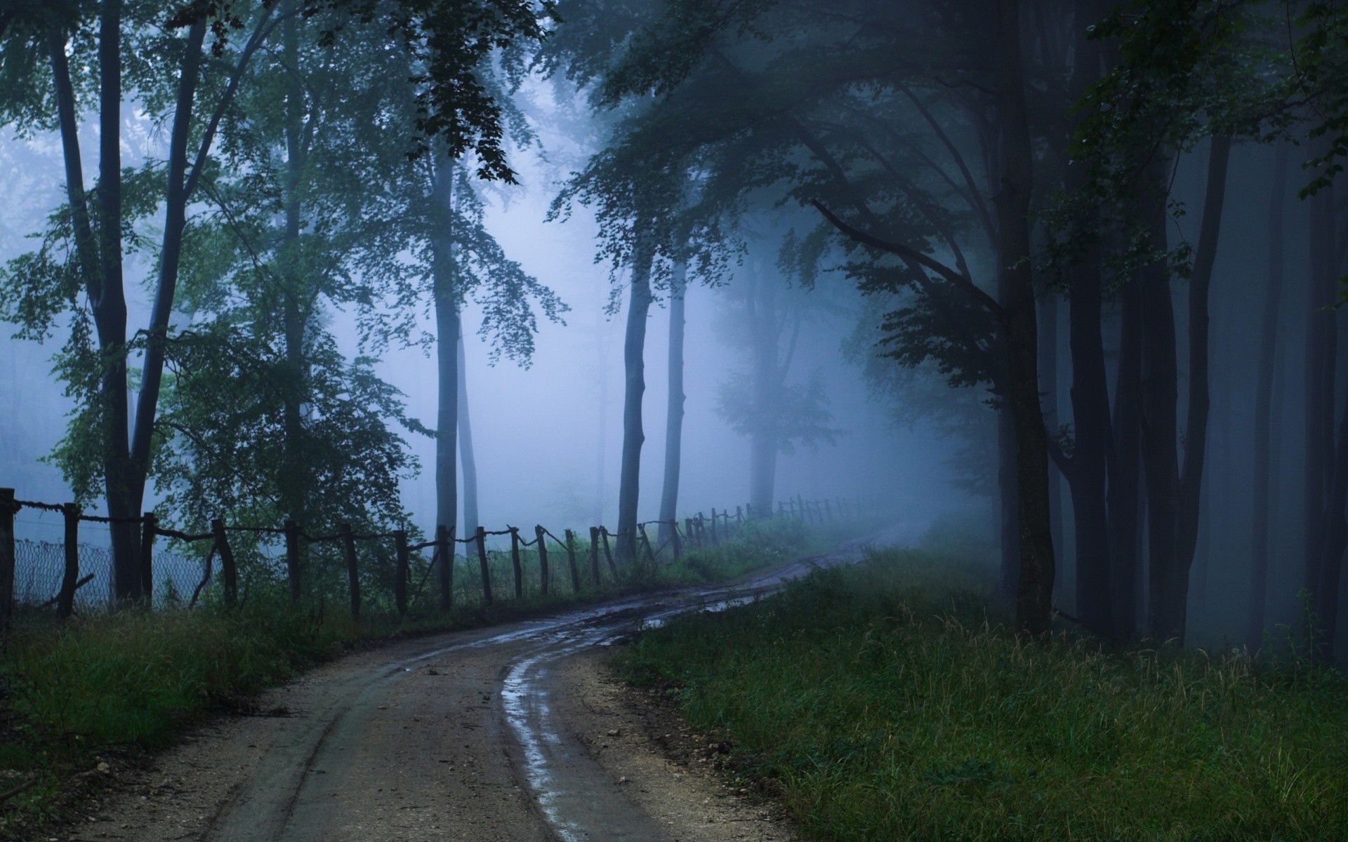 floresta névoa árvore névoa estrada amanhecer paisagem madeira natureza guia luz ao ar livre sol bom tempo outono neblina folha parque sombra viagens