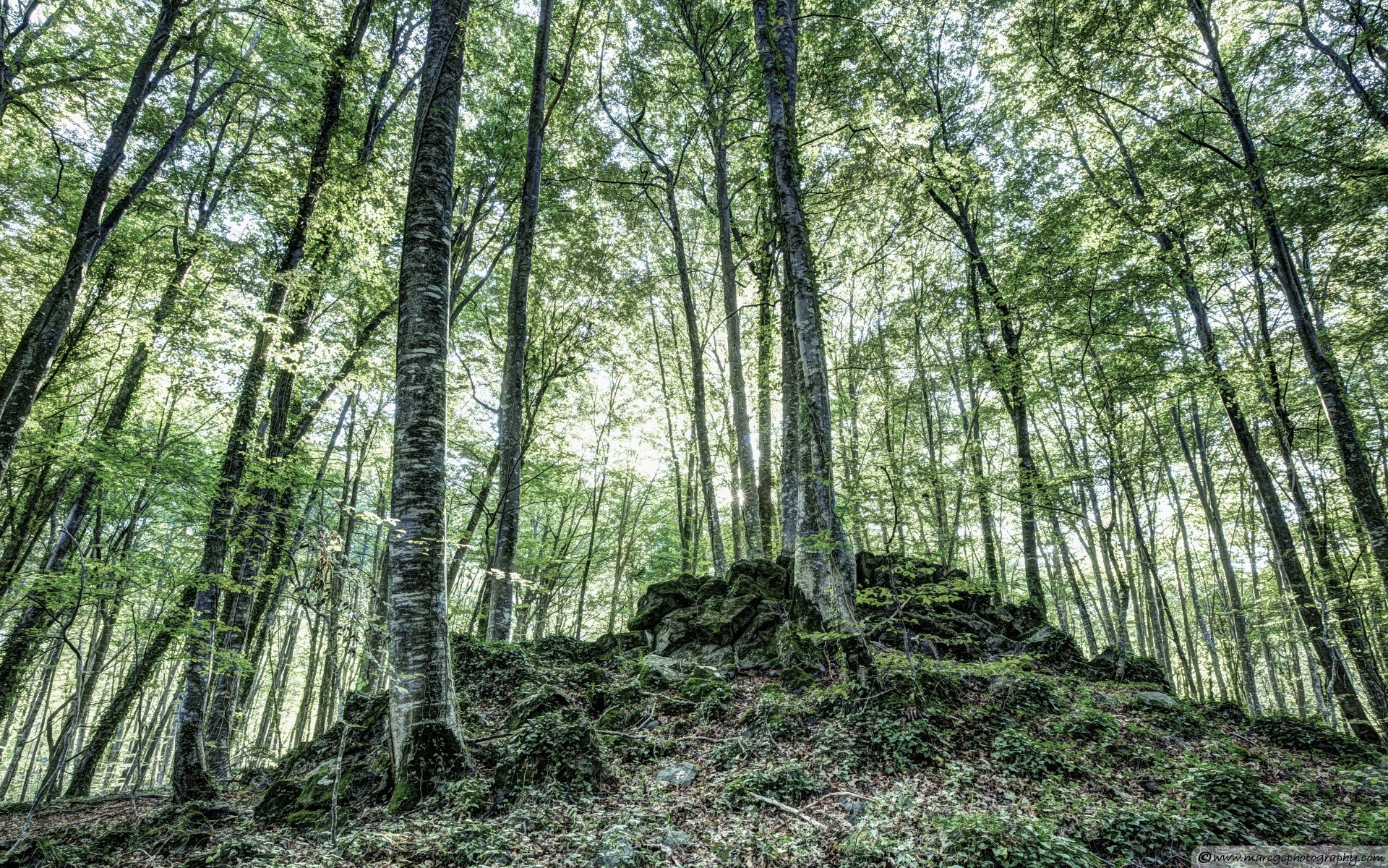 forest wood nature landscape tree leaf fair weather park environment sun flora lush branch season dawn scenery scenic summer growth footpath trunk