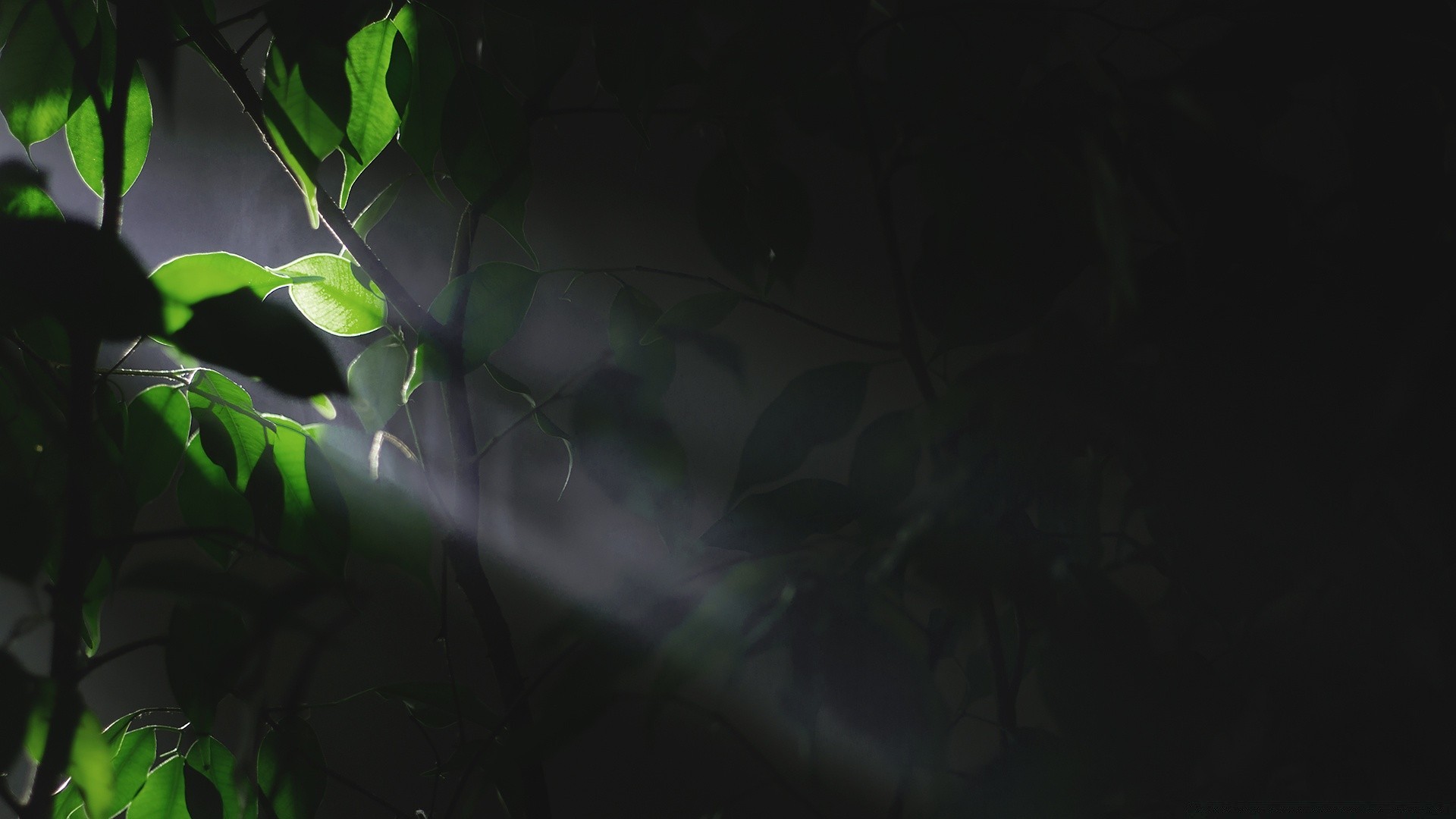 floresta chuva luz retroiluminado folha árvore abstrato natureza madeira borrão jardim ambiente desktop ao ar livre amanhecer cor flora