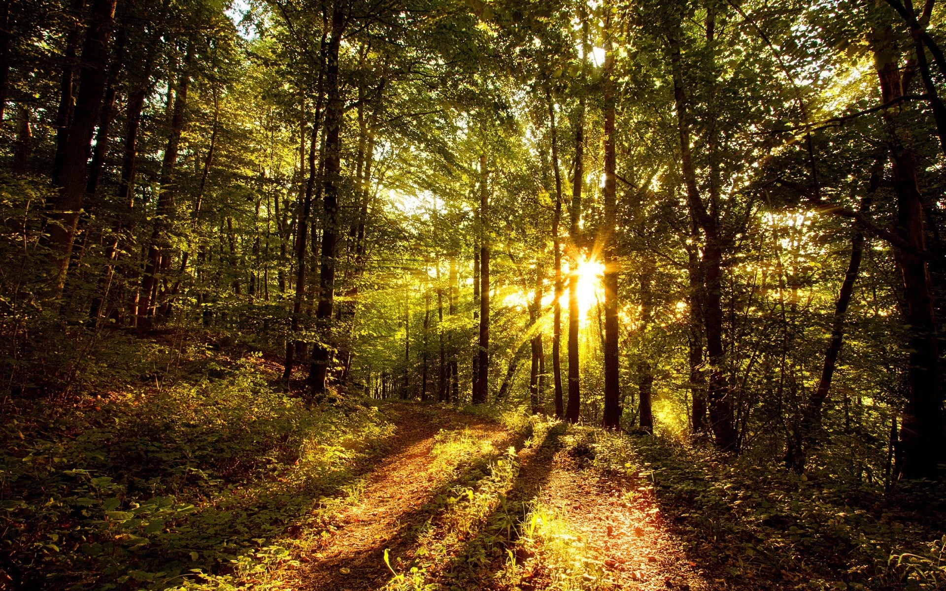 las drewno drzewo krajobraz natura park świt słońce droga światło środowisko dobra pogoda liść przewodnik mgła jesień mgła ścieżka na zewnątrz sceniczny