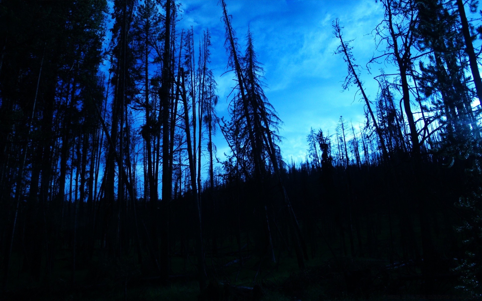 foresta legno natura legno all aperto alba paesaggio sole tramonto conifere sera cielo luce bel tempo