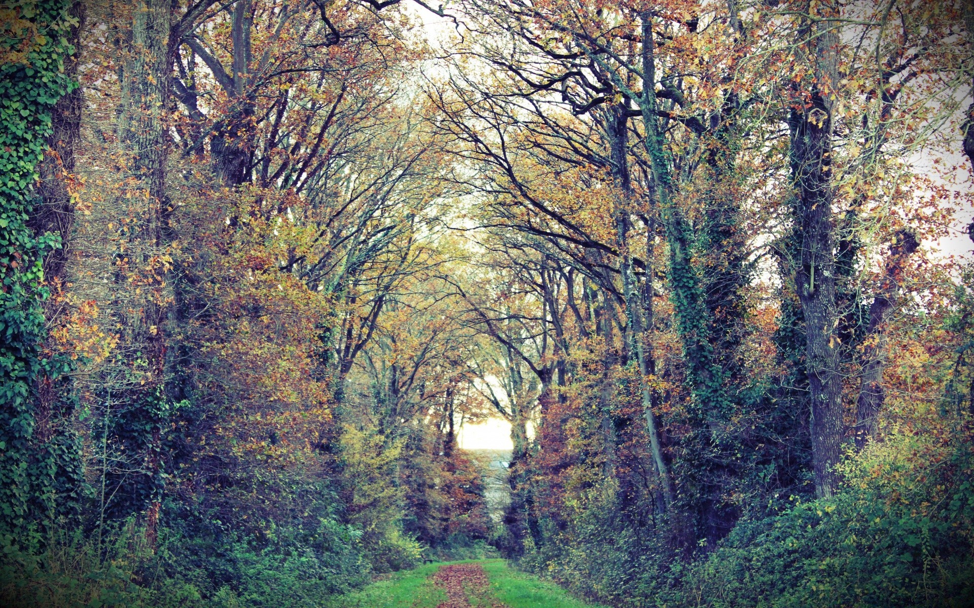 forêt arbre automne bois feuille nature paysage parc saison scénique à l extérieur environnement aube paysage brouillard beau temps campagne rural flore brouillard