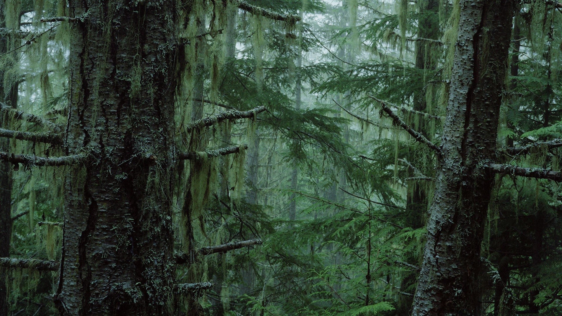 forest wood tree nature moss bark trunk environment leaf park flora desktop landscape pine redwood fall wild light growth