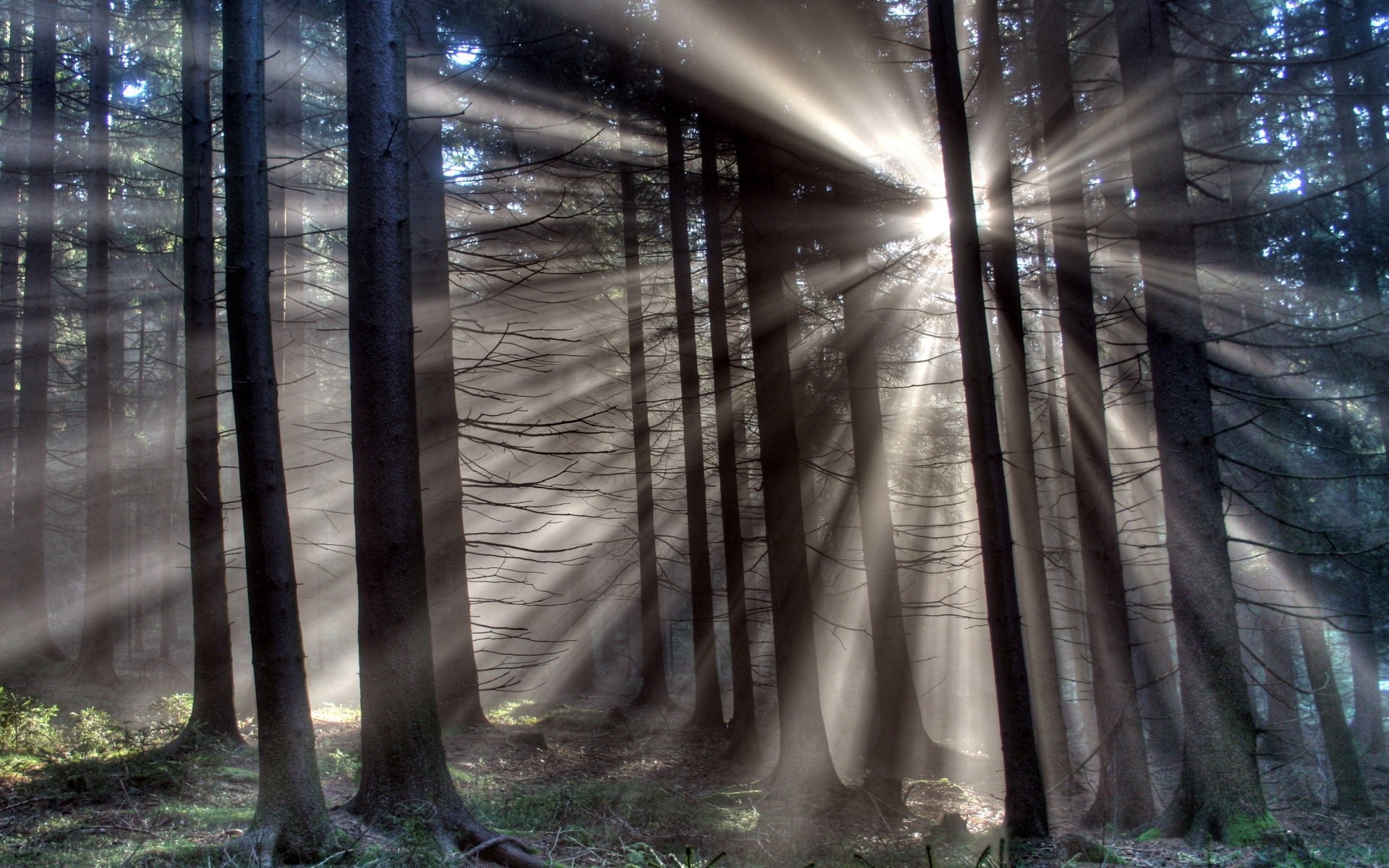 wald nebel holz nebel natur dämmerung licht landschaft sonne baum sunbim herbst gutes wetter blatt perspektive umwelt