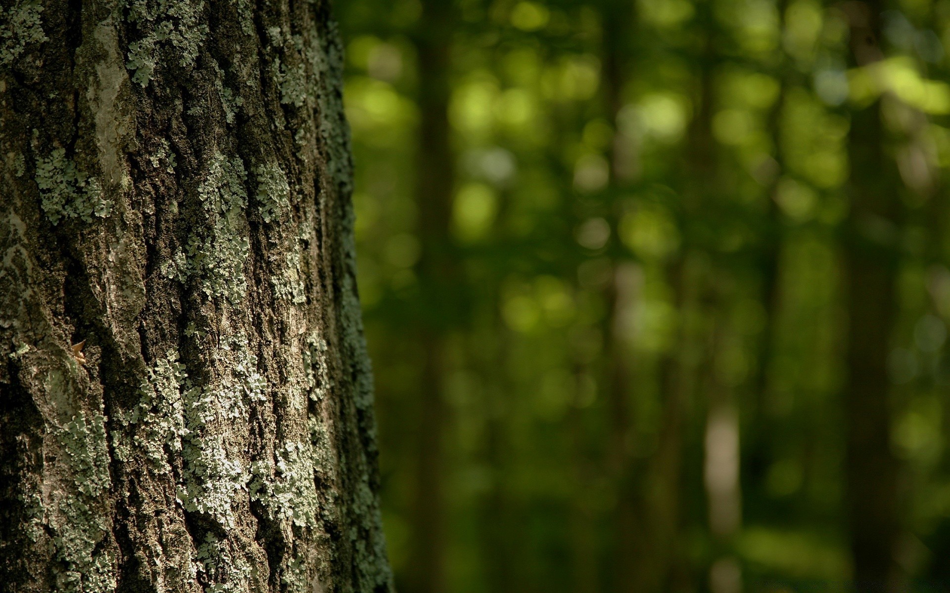 las drzewo drewno natura kora liść bagażnik wzrost na zewnątrz mech park streszczenie tekstura flora lato dobra pogoda środowisko pulpit jesień światło