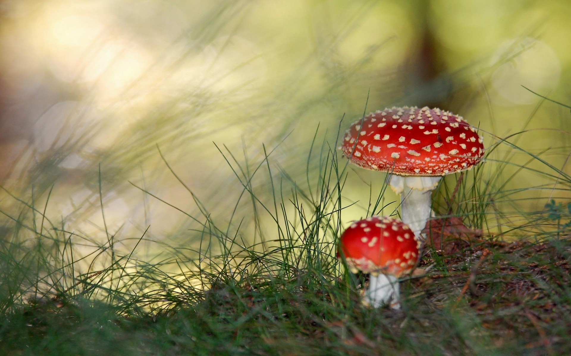 floresta fungo grama fungo natureza outono cogumelo ao ar livre selvagem comida estação crescimento madeira flora veneno verão feno tampa folha