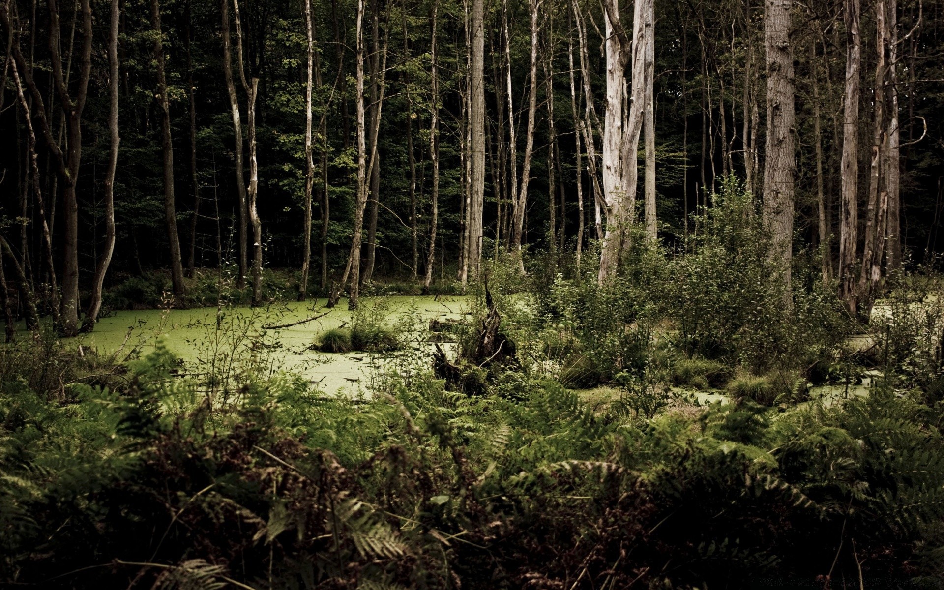 forêt bois arbre paysage nature environnement feuille à l extérieur flore scénique parc conifères lumière lumière du jour mousse voyage sauvage