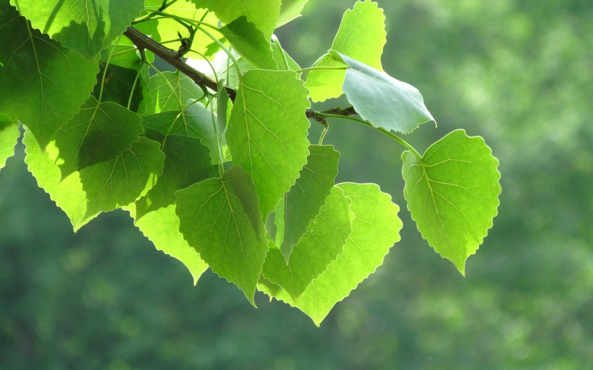 bosque hoja naturaleza flora crecimiento exuberante verano medio ambiente árbol buen tiempo al aire libre vid madera brillante rama jardín ecología