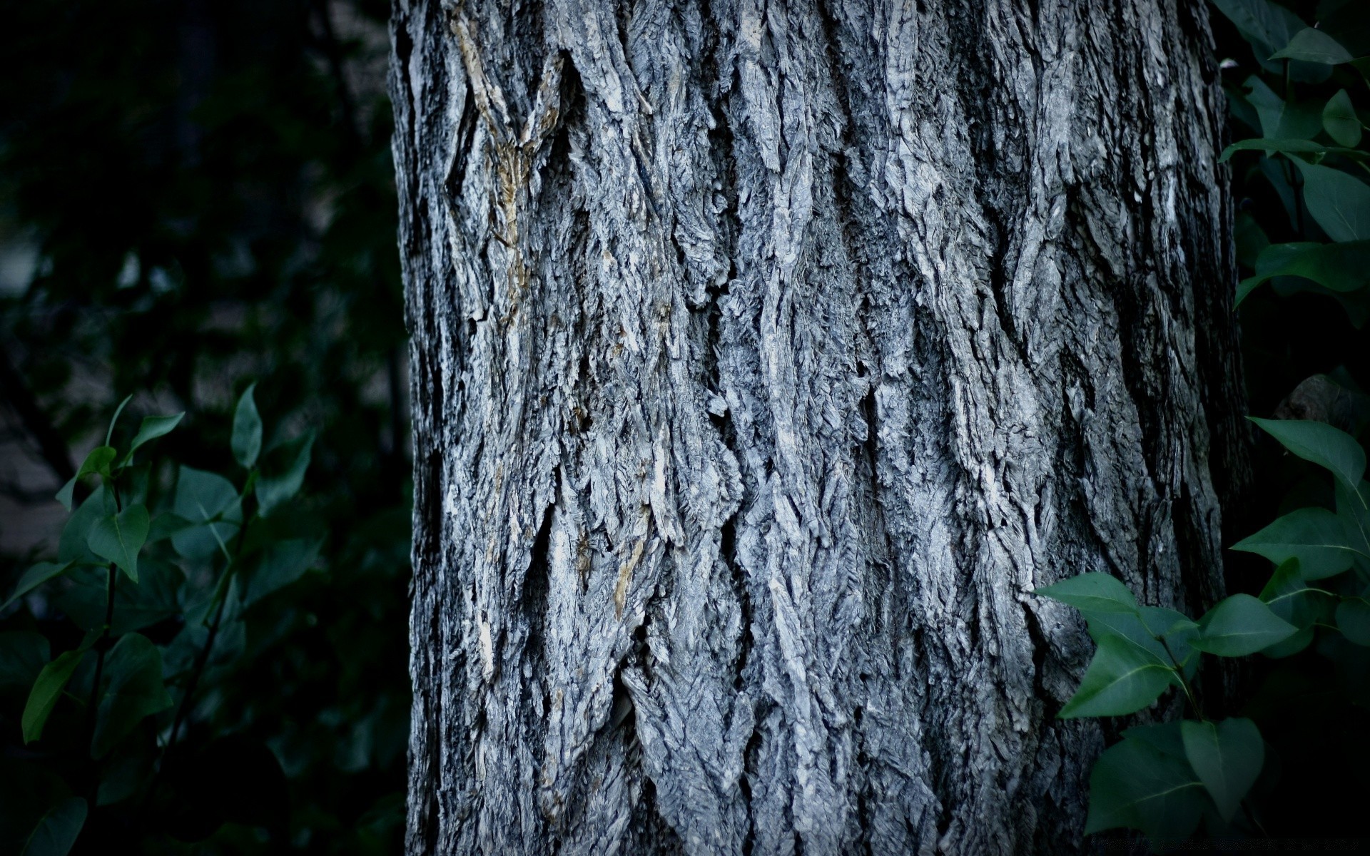 drewno drewno kora tekstura natura trunk na zewnątrz pulpit liść stary park dąb dziennik flora środowisko sosna