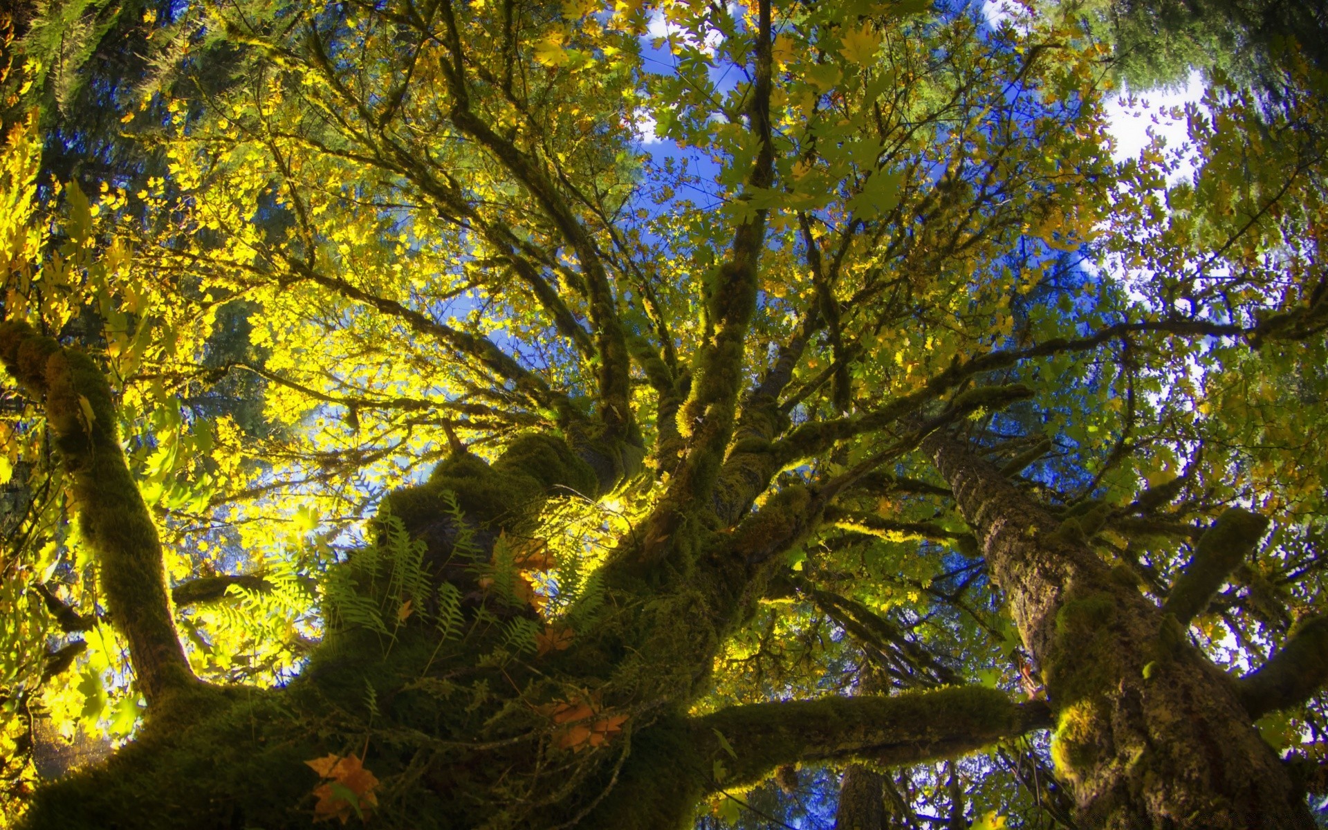 forest tree wood leaf fall landscape branch park nature daylight environment season outdoors fair weather scenic trunk sun light backlit color