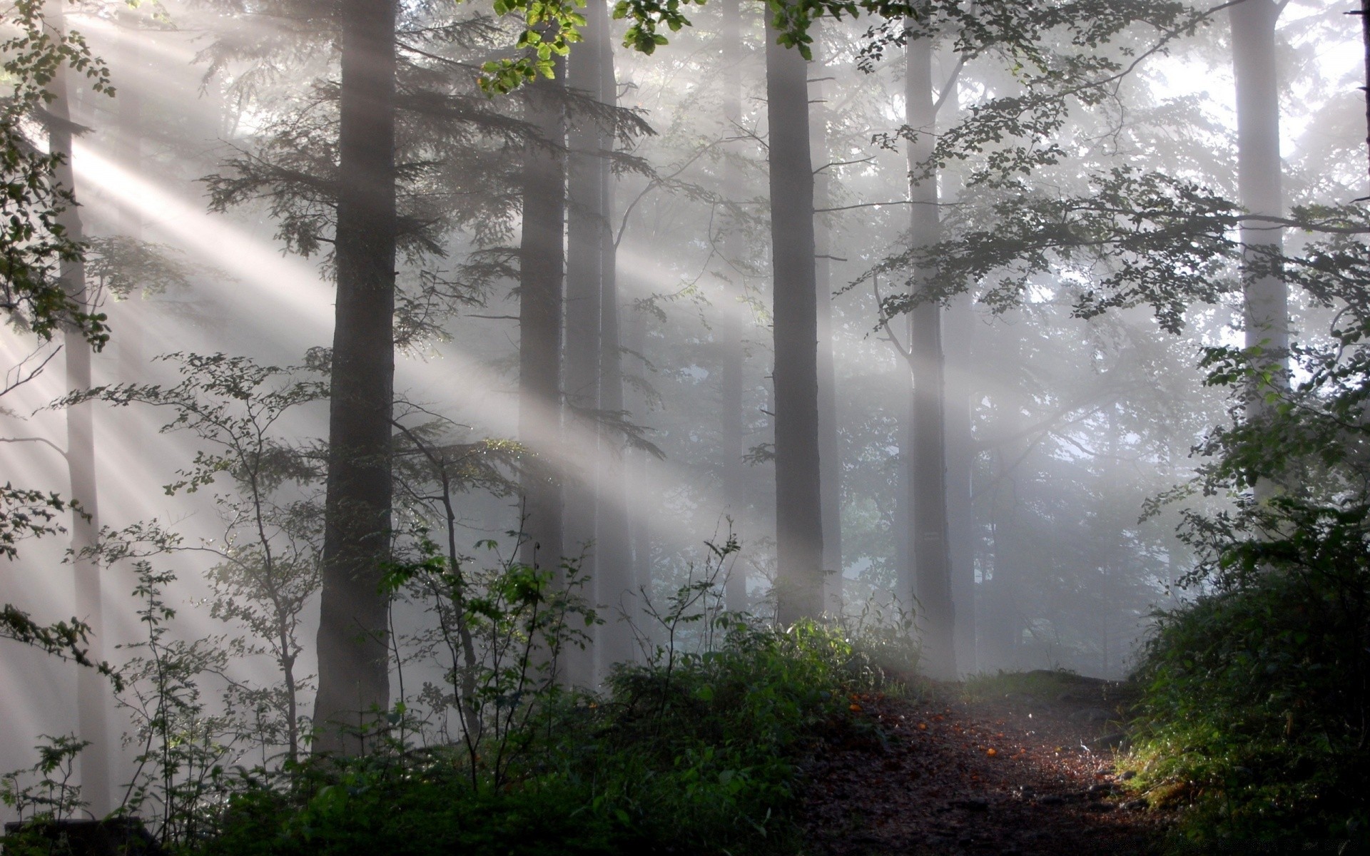 wald nebel nebel natur holz holz dämmerung landschaft dunst im freien blatt herbst park gutes wetter medium regen