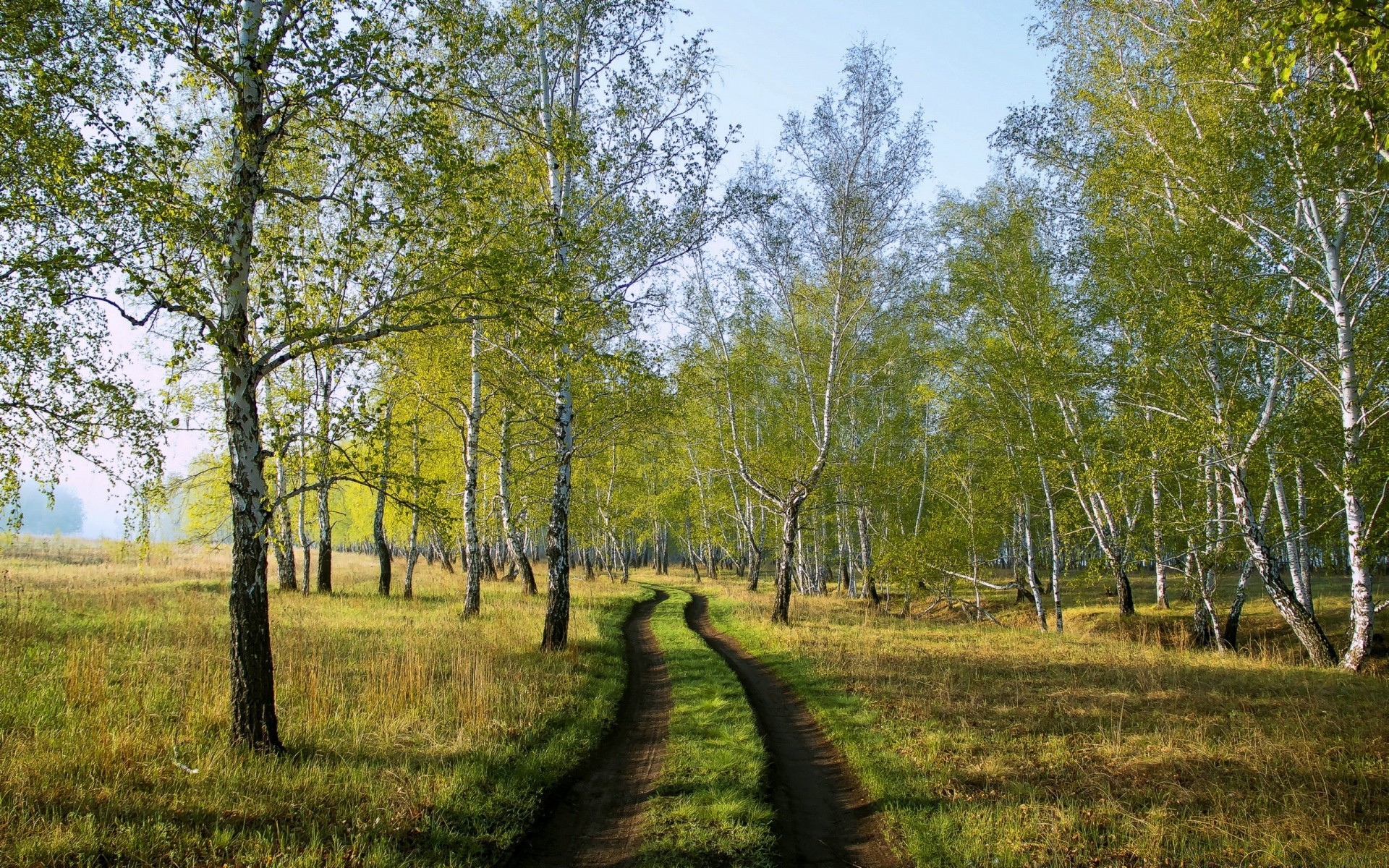 ліс пейзаж дерево деревини природа сільських лист сезон осінь трава сільській місцевості сцена пейзажі країна мальовничий гарну погоду середовища парк на відкритому повітрі видовище