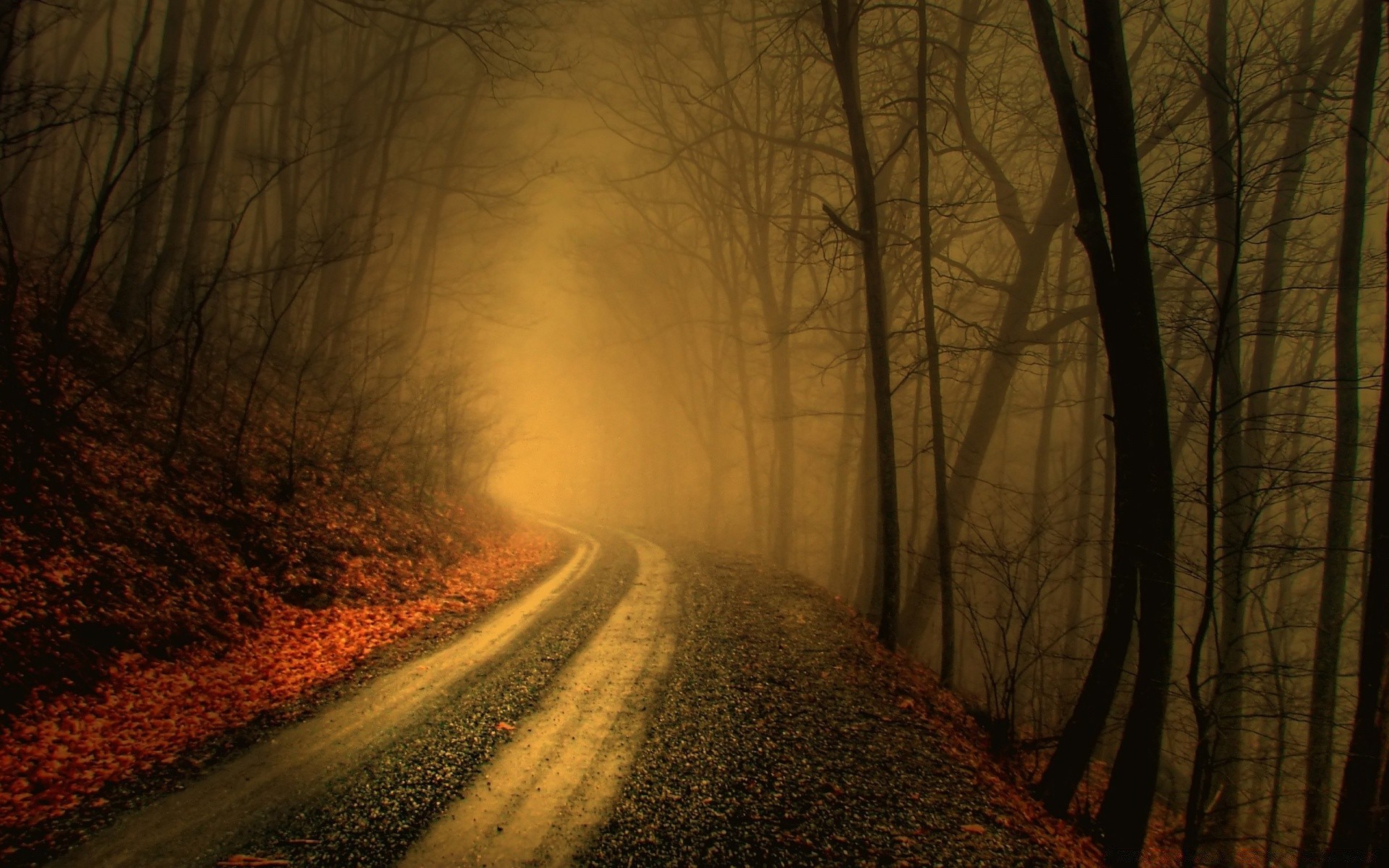 forest fog mist road landscape wood tree dawn fall dark guidance light winter