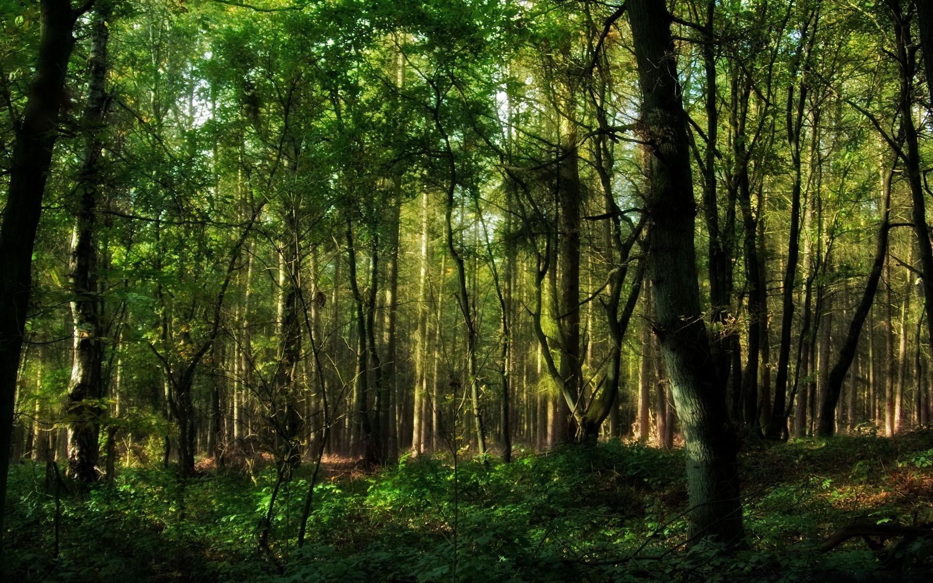 foresta legno natura paesaggio albero bel tempo foglia sole sunbim lussureggiante ambiente parco alba crescita paesaggio scenico stagione autunno flora luce