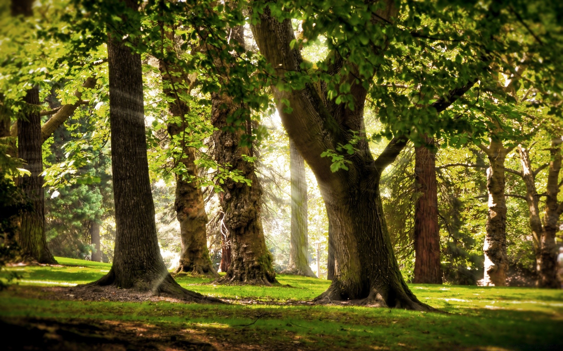 forêt arbre nature bois paysage feuille parc à l extérieur herbe guide beau temps été soleil luxuriante aube scénique environnement automne