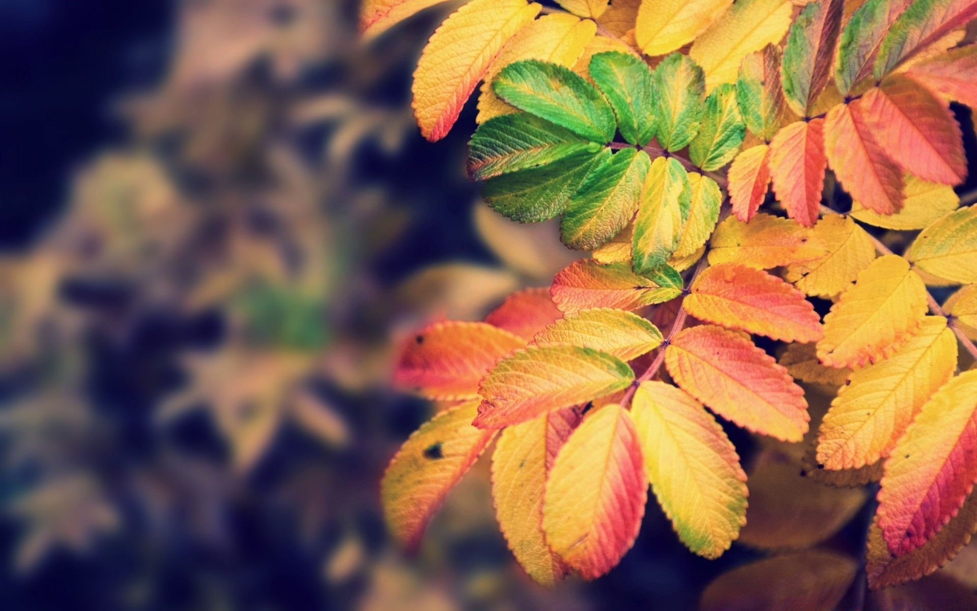 foresta foglia autunno natura vivid stagione flora colore all aperto desktop close-up albero vivid maple growth texture giardino bella lussureggiante parco