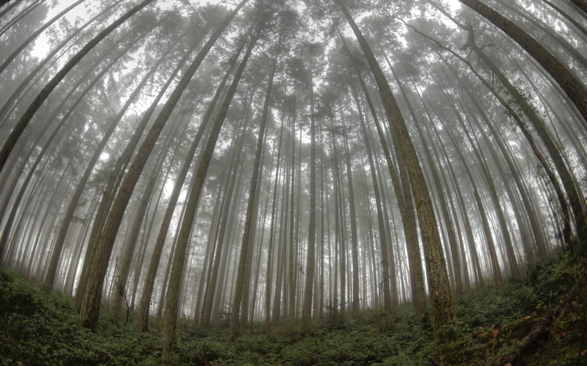 foresta albero natura foglia luce flora