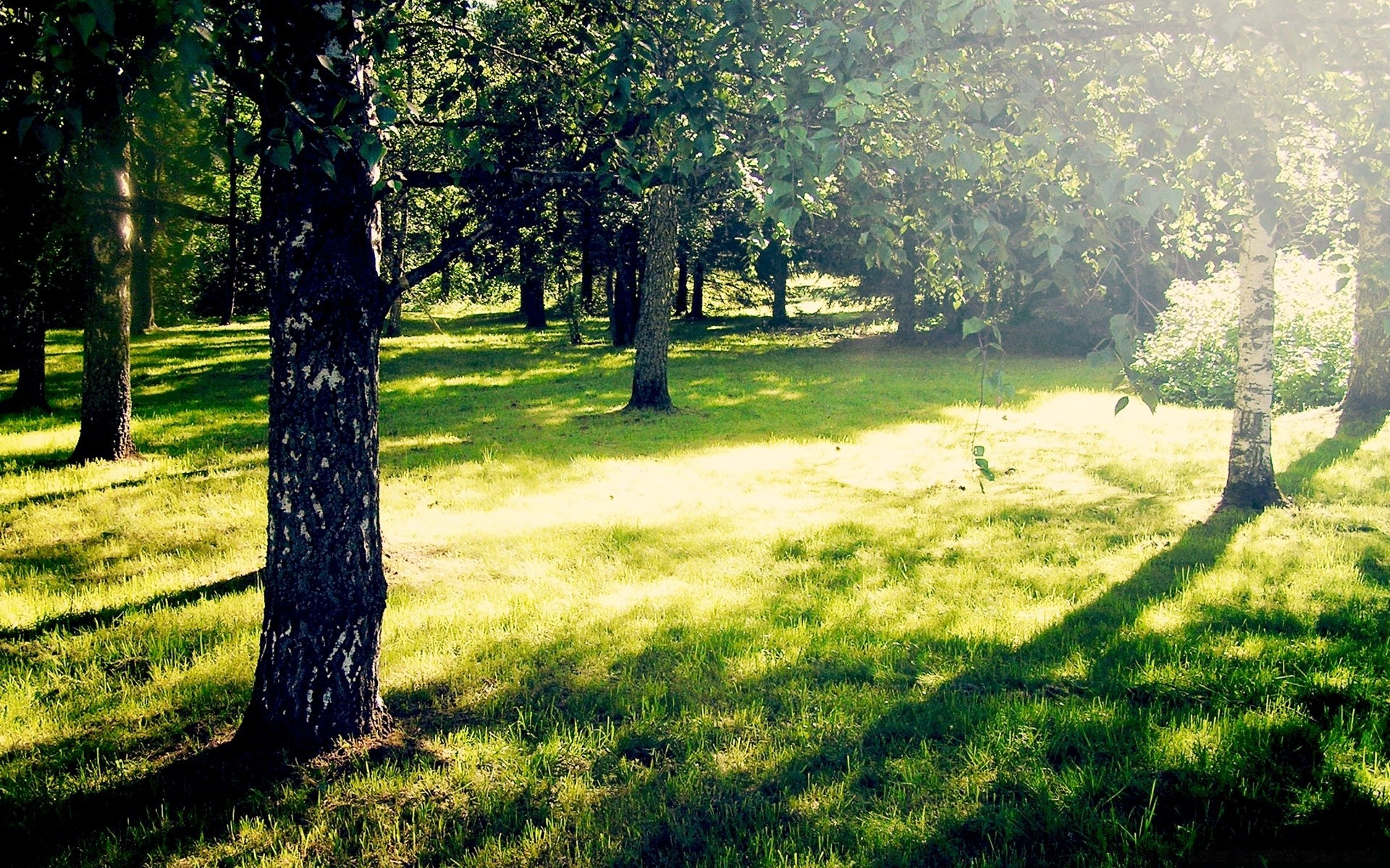 las krajobraz drzewo natura trawa drewno park środowisko lato sezon dobra pogoda malownicze bujne sianokosy flora słońce liść krajobrazy na zewnątrz świt jasne