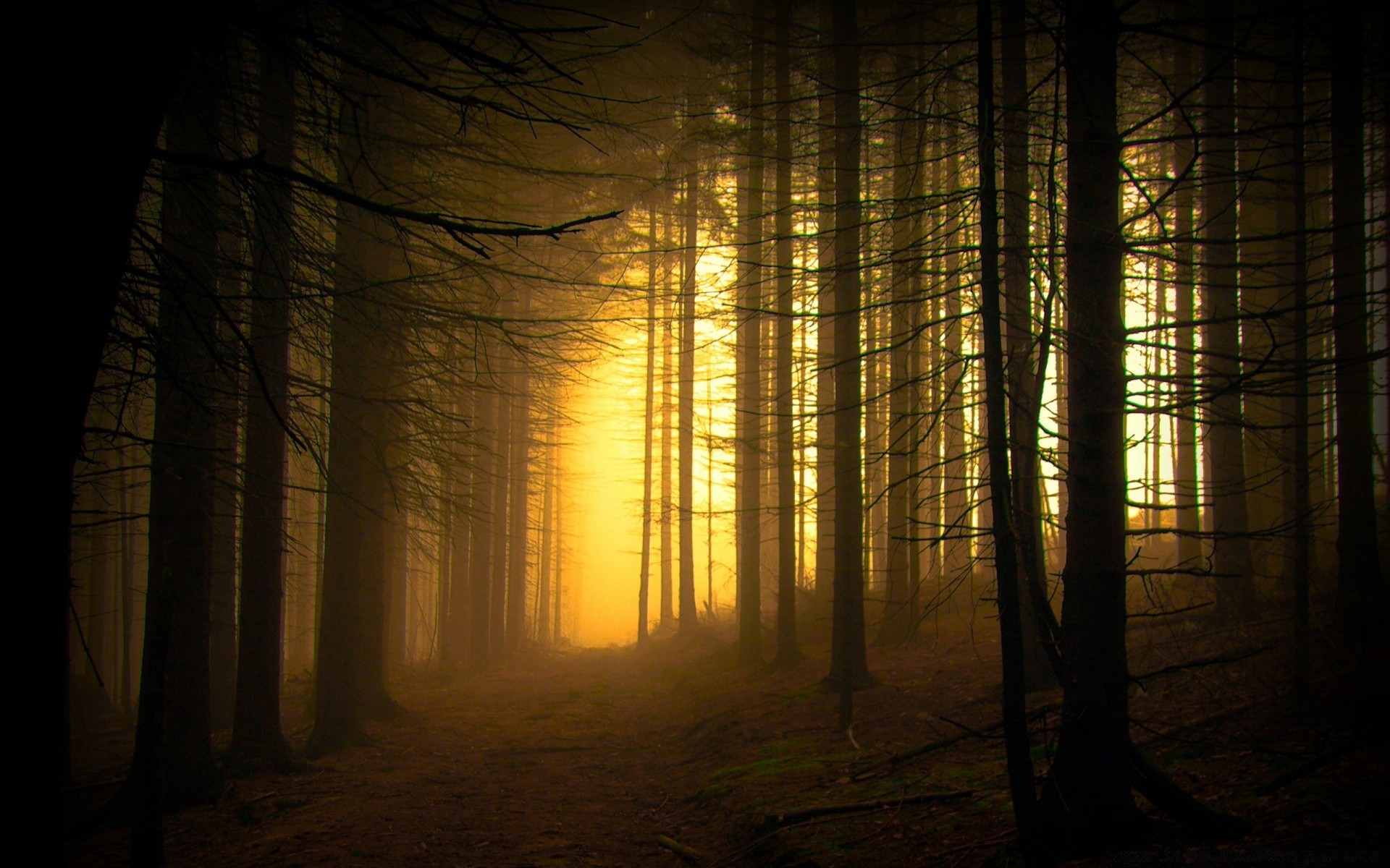 forest light dark shadow sun fog eerie landscape mystery