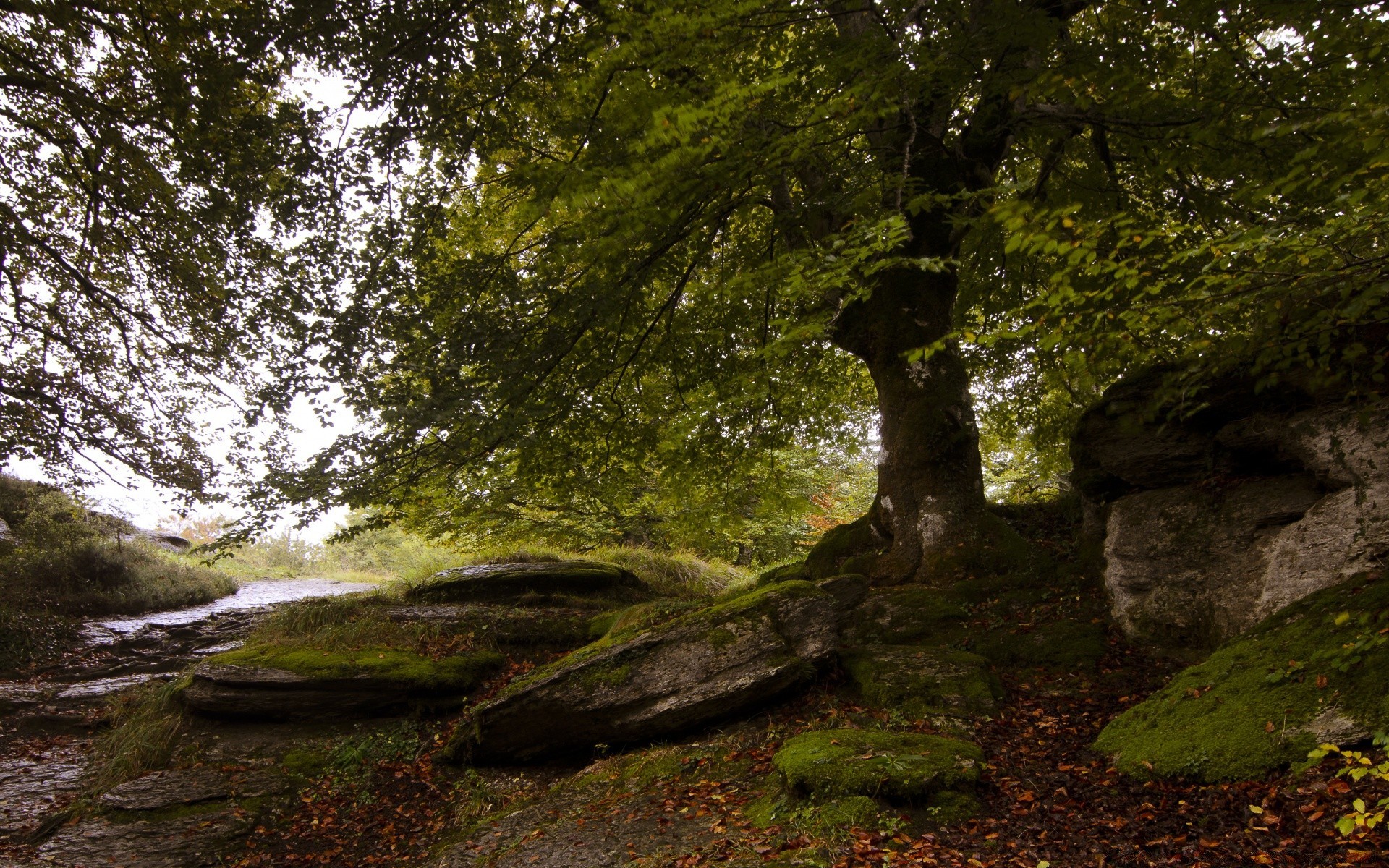 bosque paisaje naturaleza musgo árbol madera hoja parque agua otoño escénico al aire libre medio ambiente viajes roca río luz verano flora buen tiempo