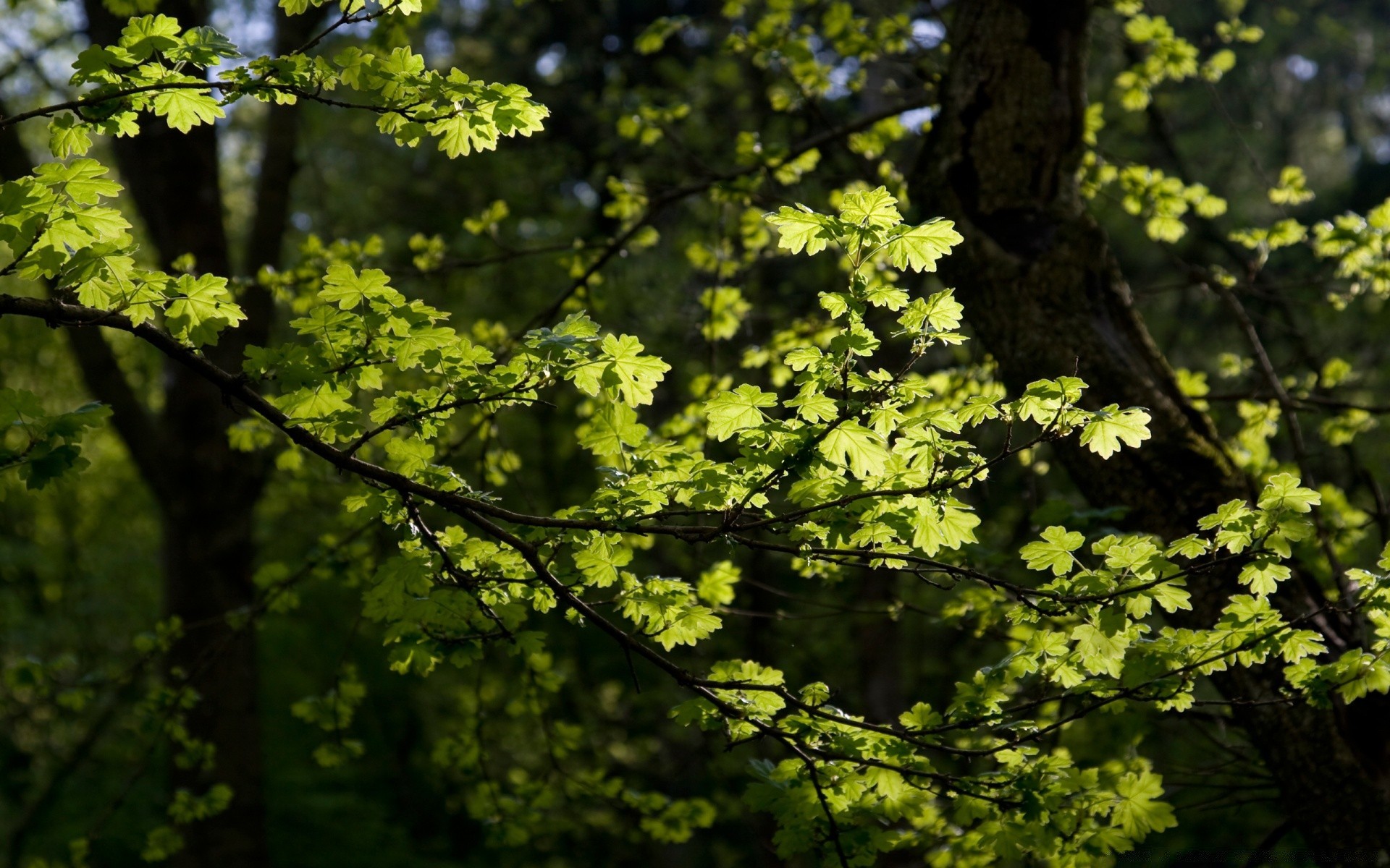 forêt arbre feuille nature croissance bois branche en plein air parc saison environnement flore beau temps lumineux soleil paysage été luxuriante lumière du jour