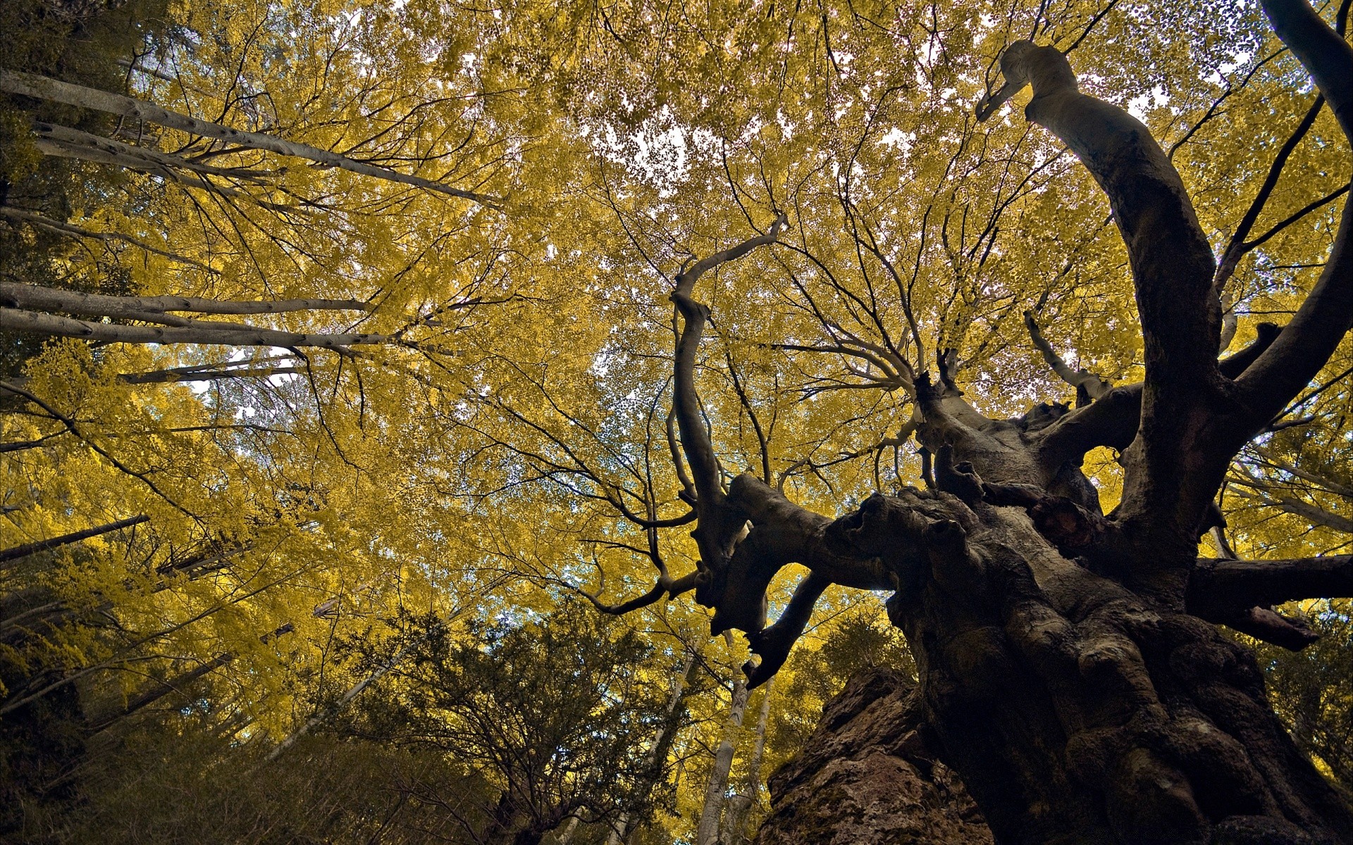 wald baum herbst holz blatt landschaft natur im freien park filiale umwelt saison dämmerung licht wasser tageslicht winter kofferraum