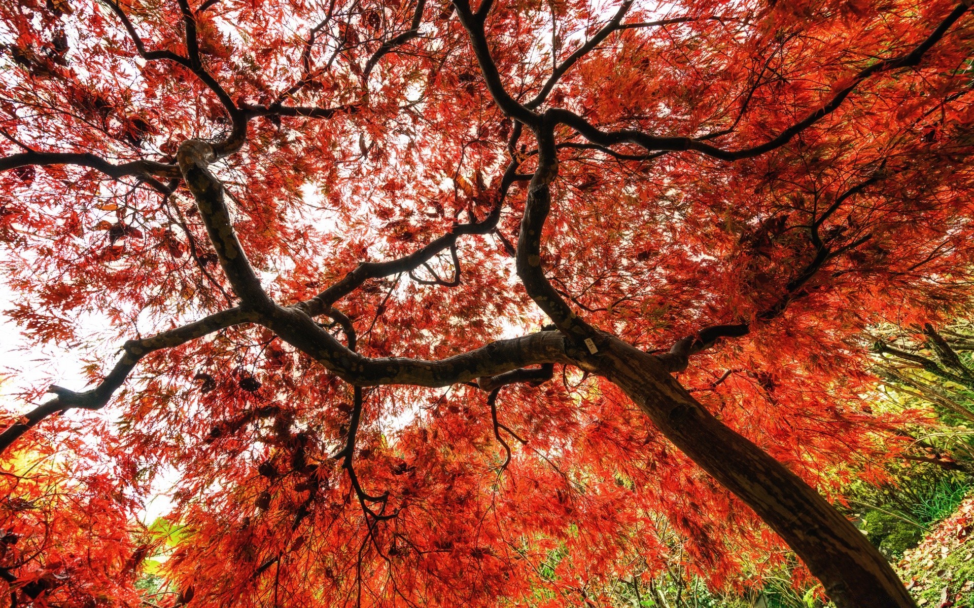 forest fall tree leaf season branch maple nature park landscape wood change outdoors bright growth flora fair weather environment scene