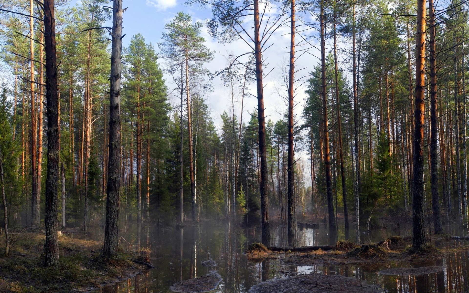 forest wood nature tree landscape conifer outdoors evergreen pine environment wild leaf fair weather park fall dawn scenic sun water mist