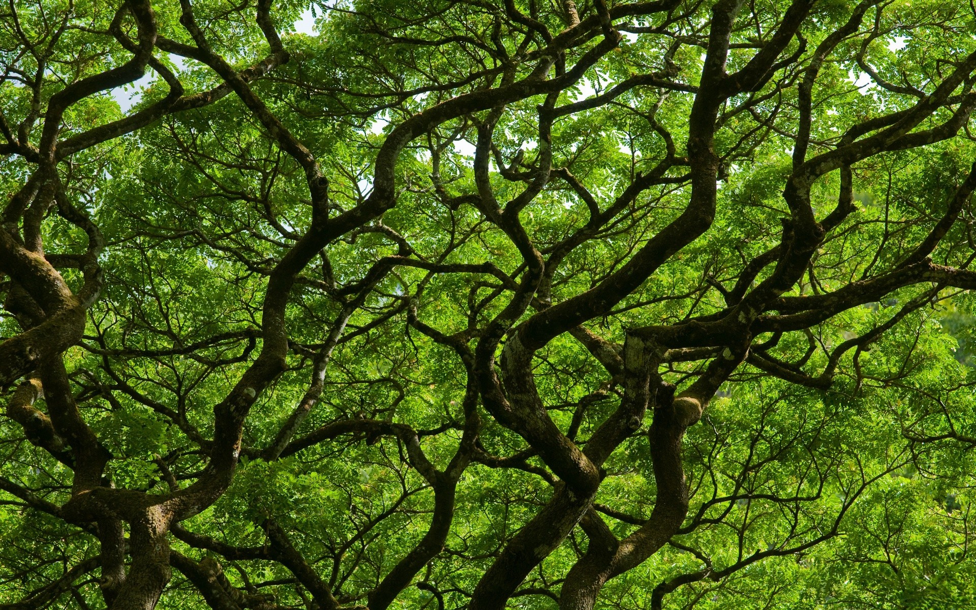 bosque árbol madera naturaleza paisaje hoja rama parque medio ambiente crecimiento corteza tronco flora roble temporada buen tiempo verano sol brillante exuberante