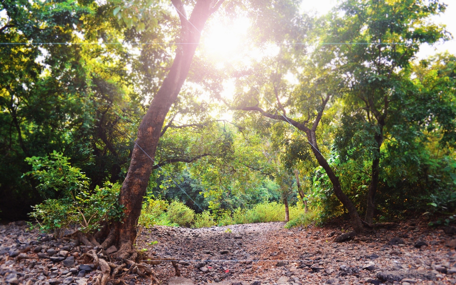 forest tree wood landscape nature leaf environment flora outdoors growth lush fair weather summer scenic park travel season dawn soil sun