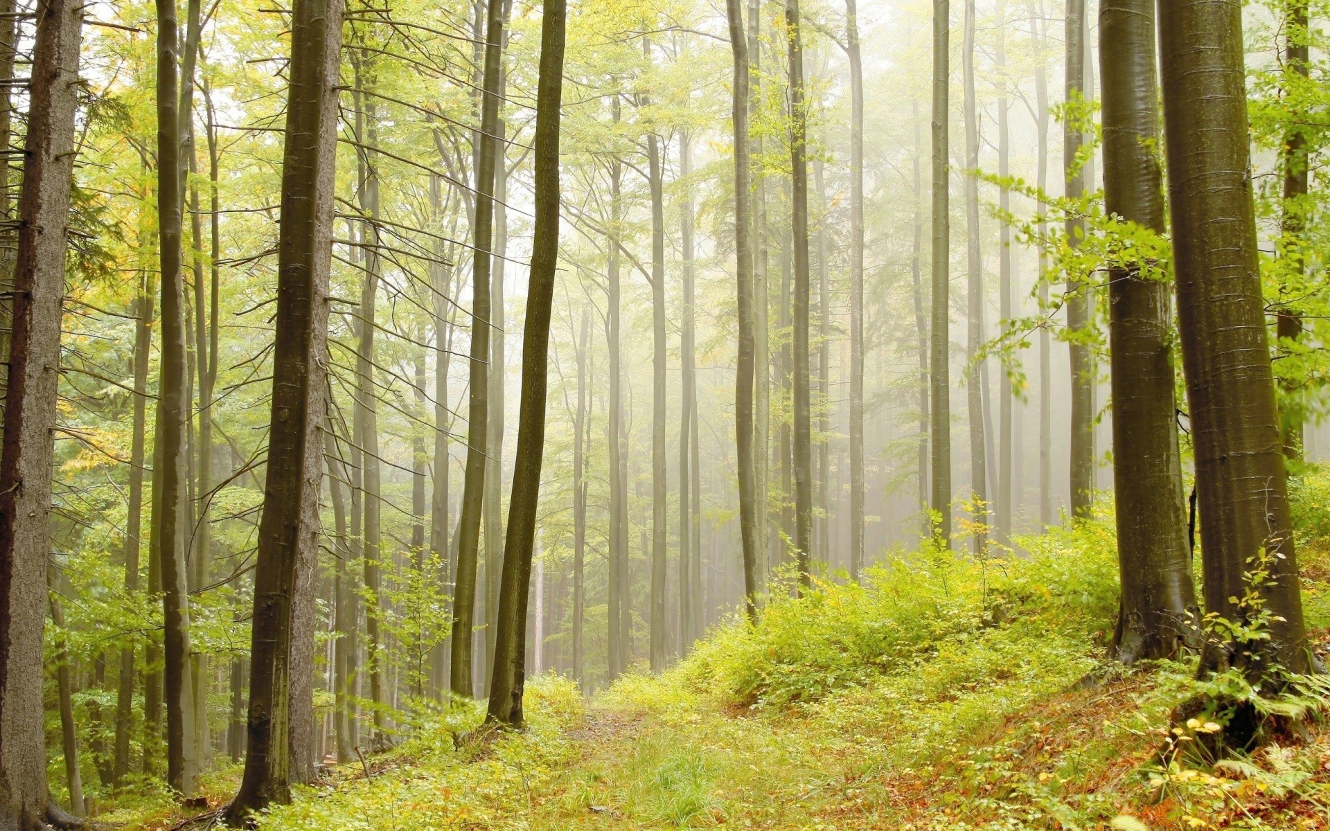 forest wood mist nature leaf fog sunbeam tree landscape dawn fall fair weather park sun beech environment lush trunk season countryside scenic