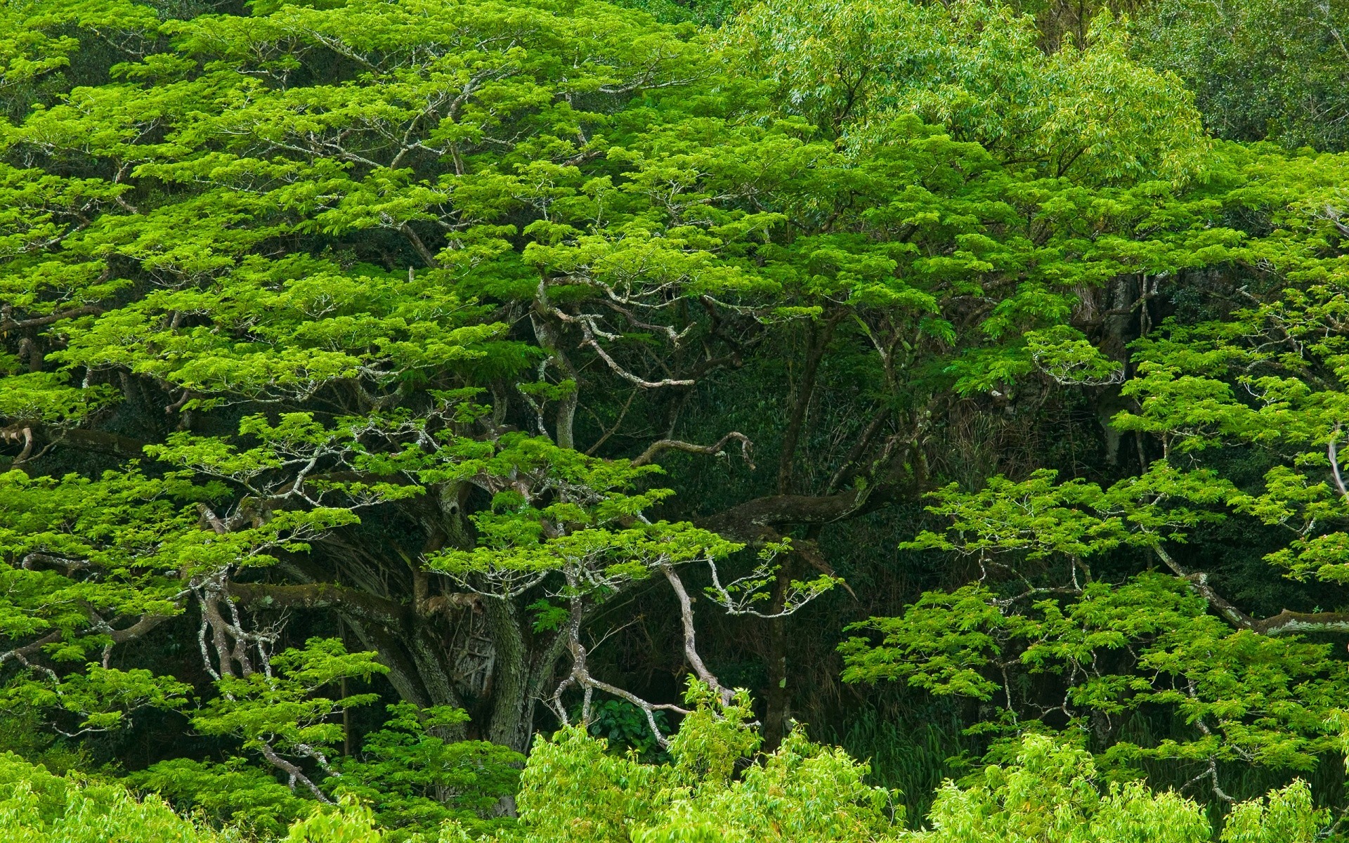 orman doğa ahşap ağaç manzara seyahat yaprak ortamlar flora büyüme dağlar yemyeşil açık havada park doğal yaz manzara manzara sahne su