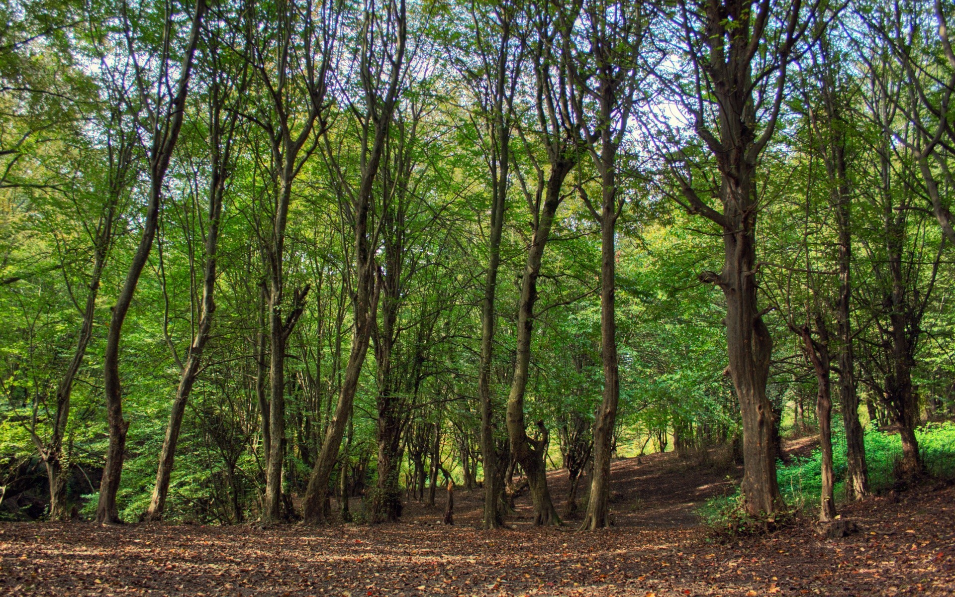 forest wood landscape tree nature leaf environment fair weather lush dawn rural season park flora outdoors growth sun scenic trunk scene