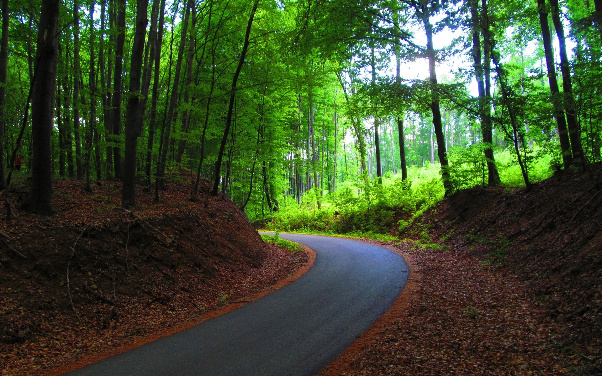 bosque camino madera árbol paisaje guía naturaleza medio ambiente parque hoja amanecer luz del día luz