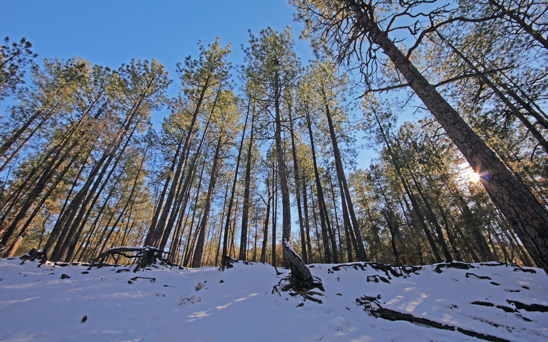 forest tree winter nature landscape wood snow season outdoors cold fair weather branch weather sky frost environment scenic pine park frozen