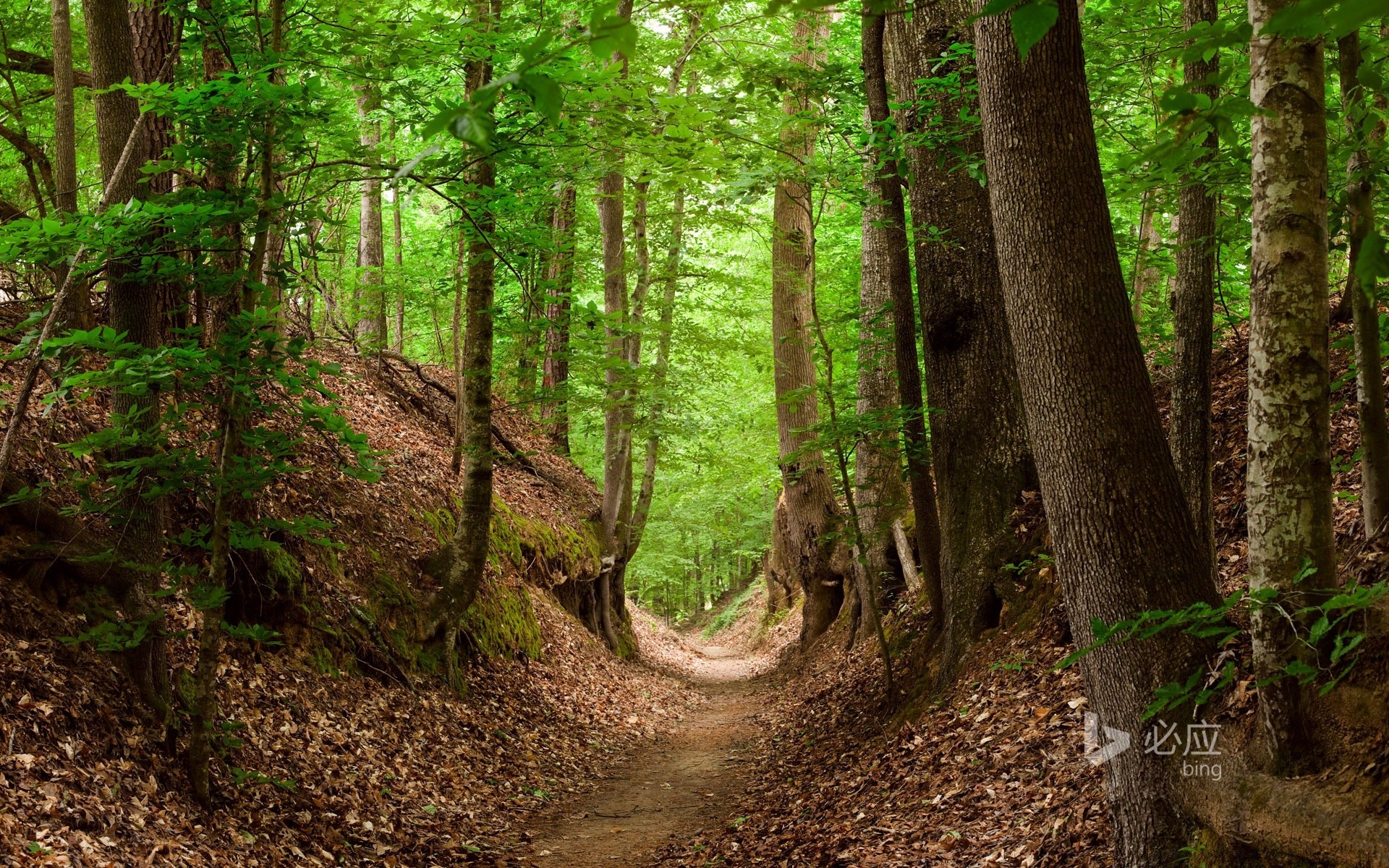 wald holz natur blatt baum landschaft im freien üppig umwelt gutes wetter wandern wachstum landschaftlich park sommer spur wild führer flora