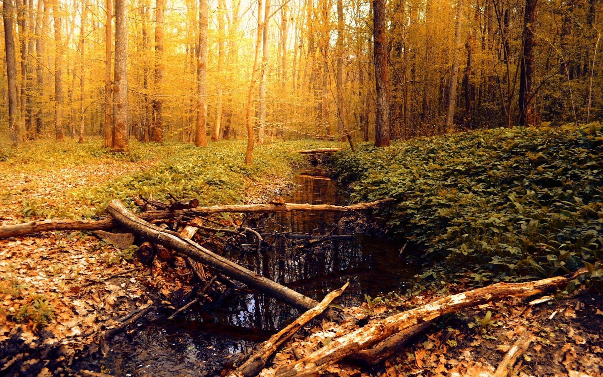 wald holz holz herbst blatt natur umwelt im freien landschaft saison park wasser licht tageslicht gutes wetter filiale magazin landschaftlich fluss