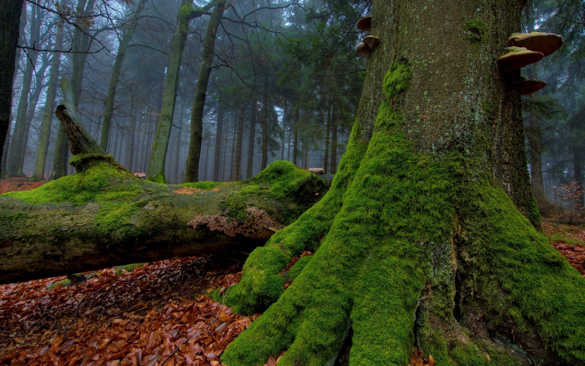 foresta legno muschio albero natura paesaggio foglia parco all aperto autunno luce viaggio ambiente