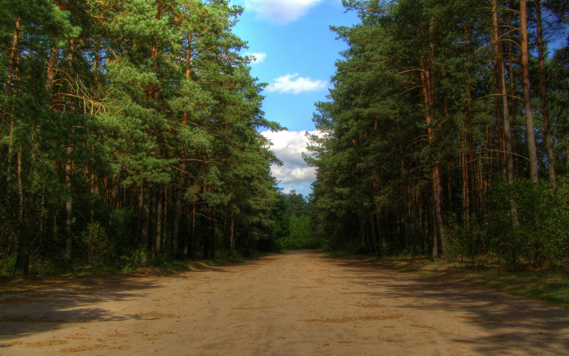 bosque árbol madera naturaleza paisaje al aire libre hoja otoño buen tiempo carretera medio ambiente parque verano viajes escénico luz del día sol cielo amanecer