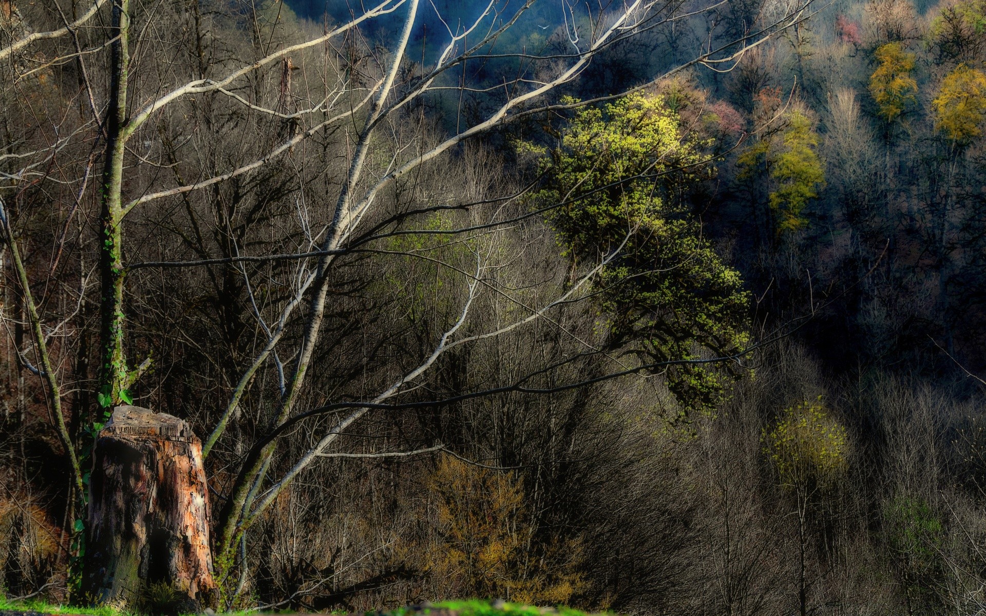 bosque madera paisaje árbol naturaleza otoño al aire libre hoja amanecer parque montaña medio ambiente viajes luz roca niebla flora escénico escritorio