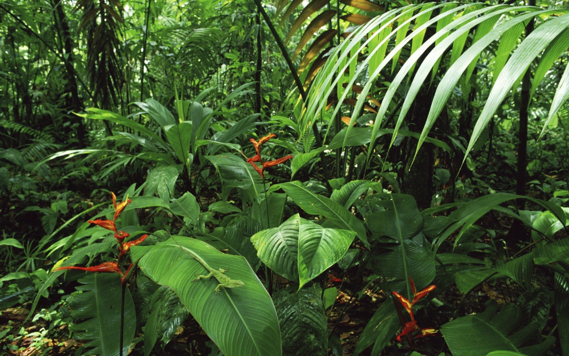 wald blatt flora garten wachstum natur holz tropisch umwelt baum regenwald dschungel sommer üppig landwirtschaft im freien strauch botanisch blume park