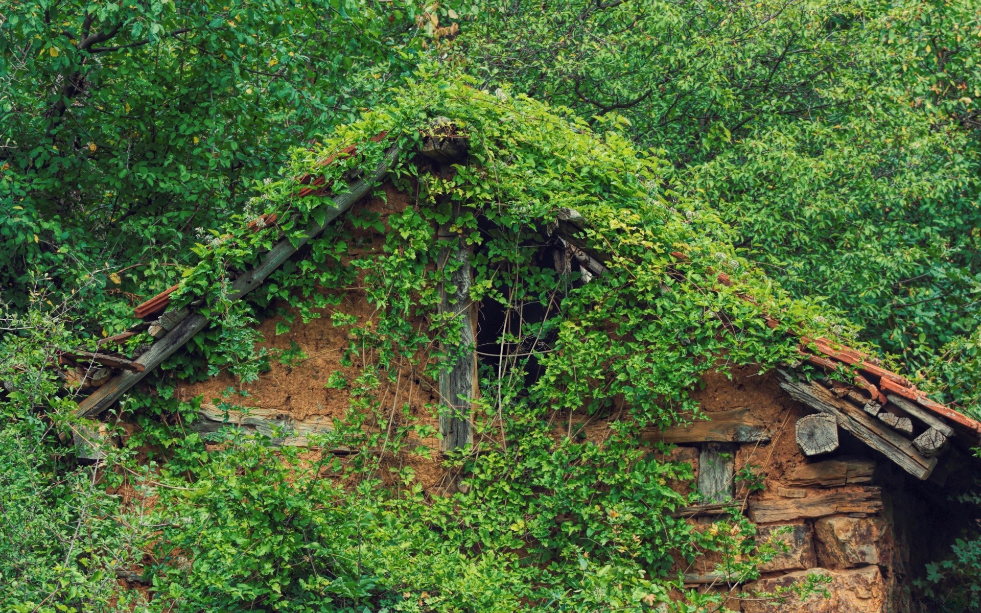 forest wood nature leaf tree flora summer outdoors ivy wooden travel landscape house overgrown growth old stone farm garden rural