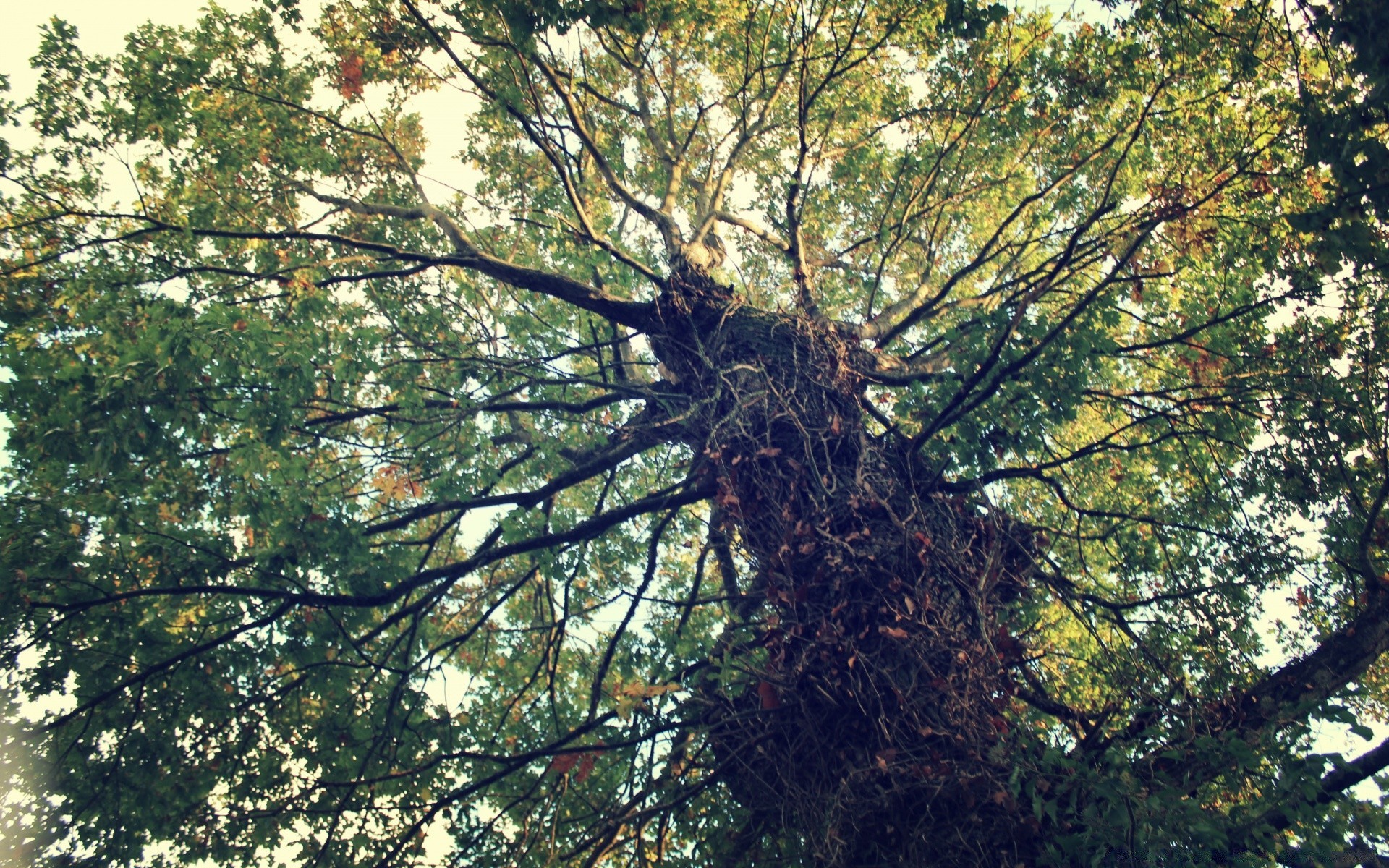 forest tree landscape wood nature branch leaf flora environment fair weather season outdoors growth sun park trunk scenic fall bark summer