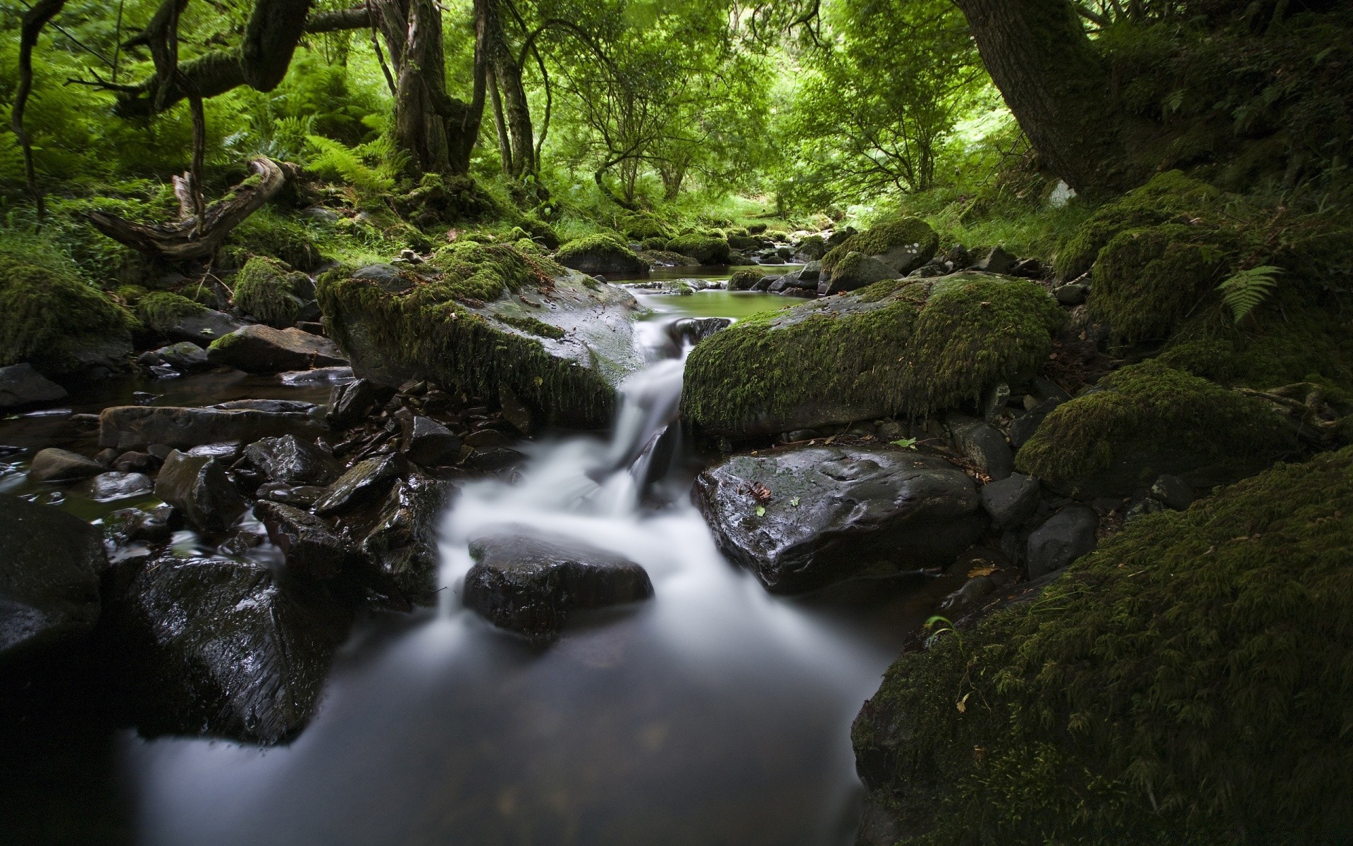 forest water waterfall river stream moss creek cascade wood rock motion fall landscape nature flow park tree photograph leaf travel