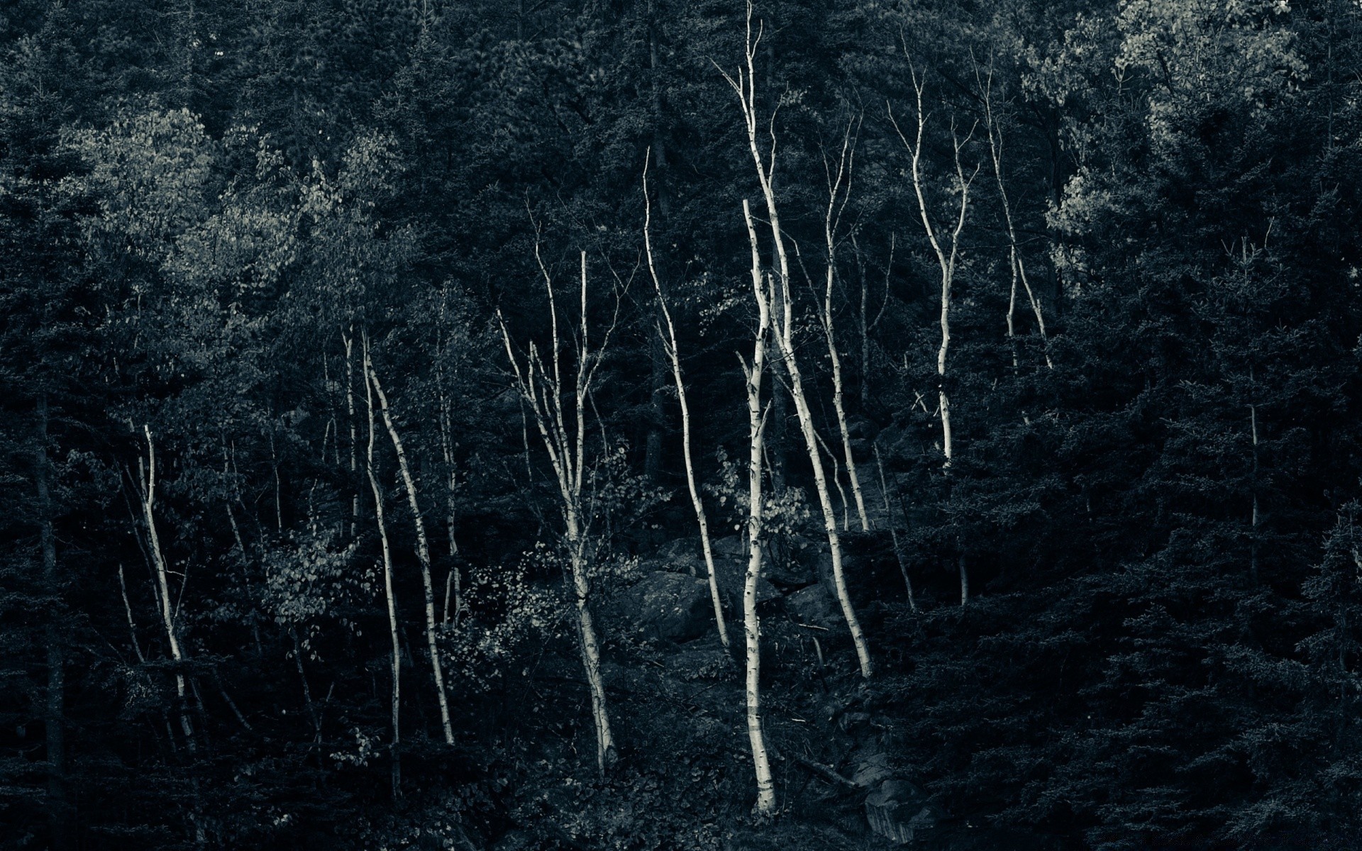 floresta madeira desktop madeira escuro paisagem natureza textura folha