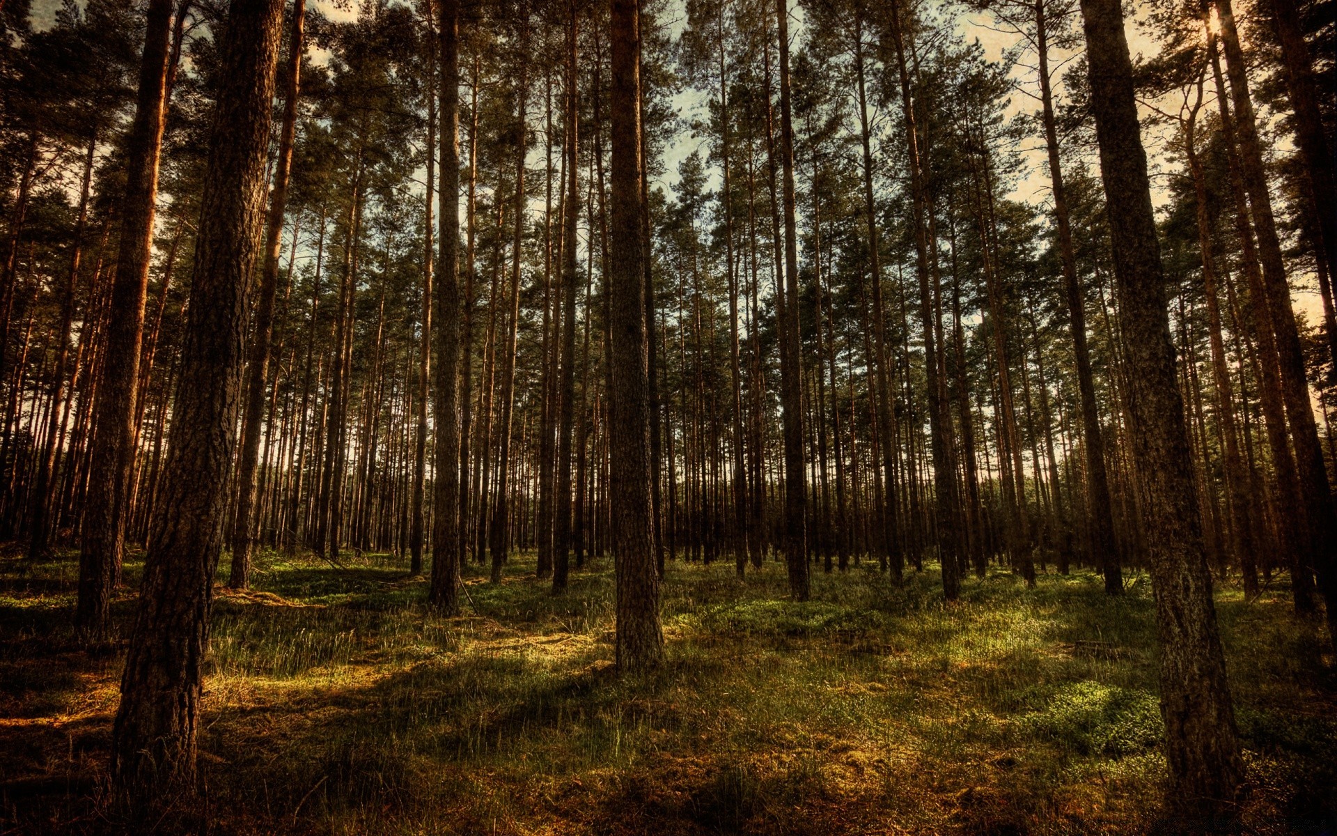 forest wood tree landscape nature conifer pine park leaf fair weather environment light sun evergreen fog mist outdoors scenic dawn fall